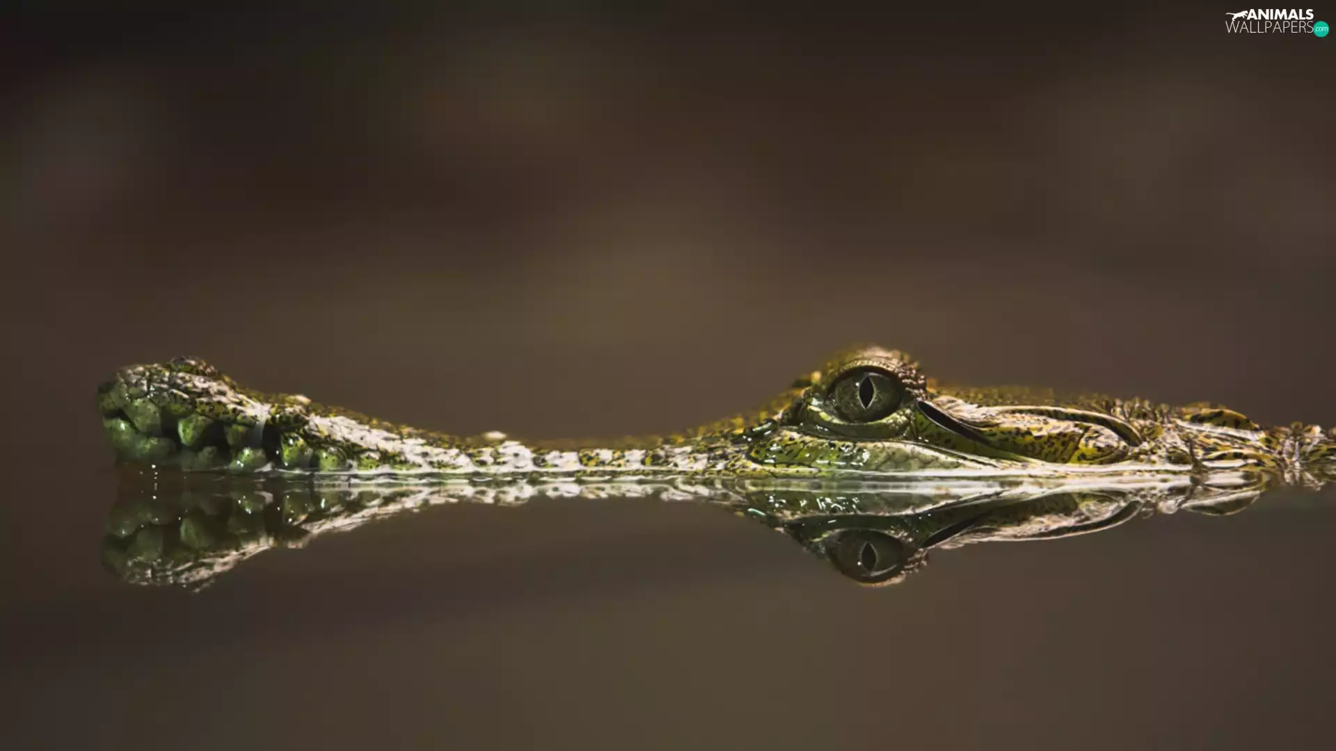 reflection, Gawial, water