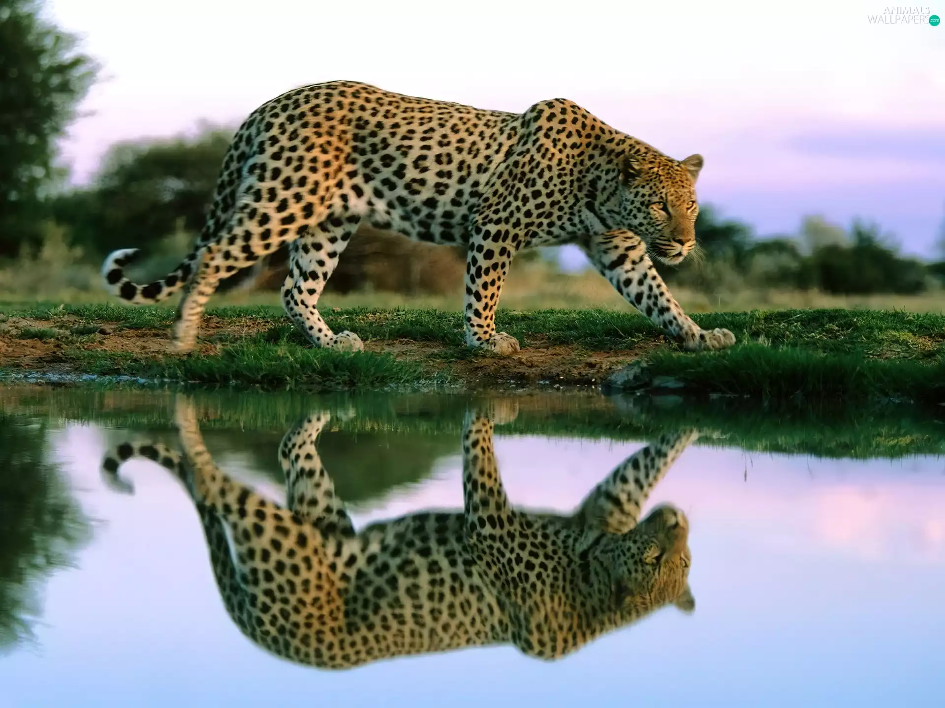 reflection, Leopards, water