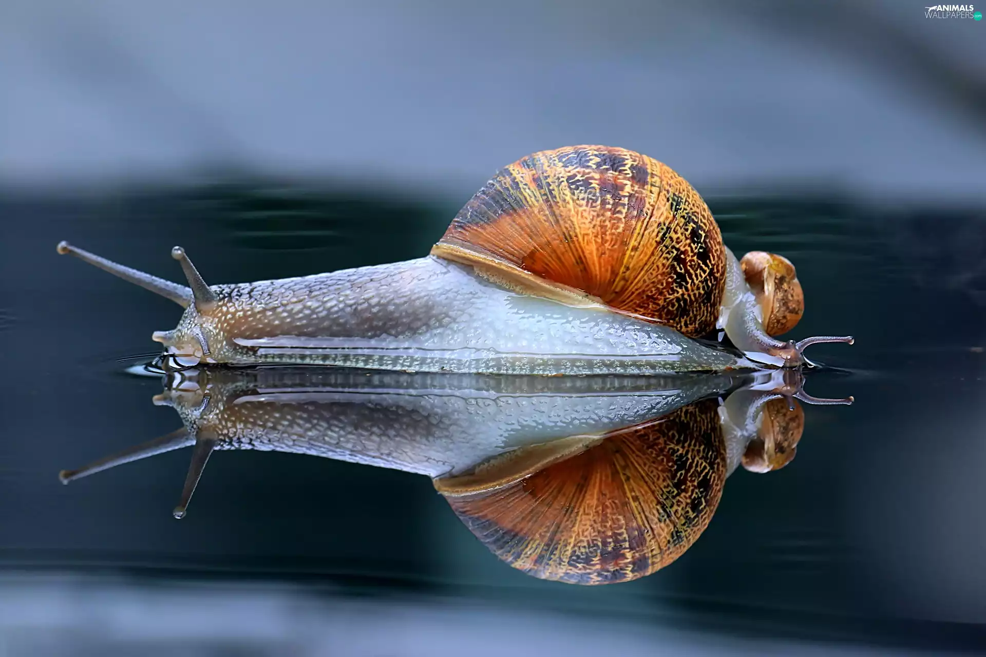 reflection, snail, water