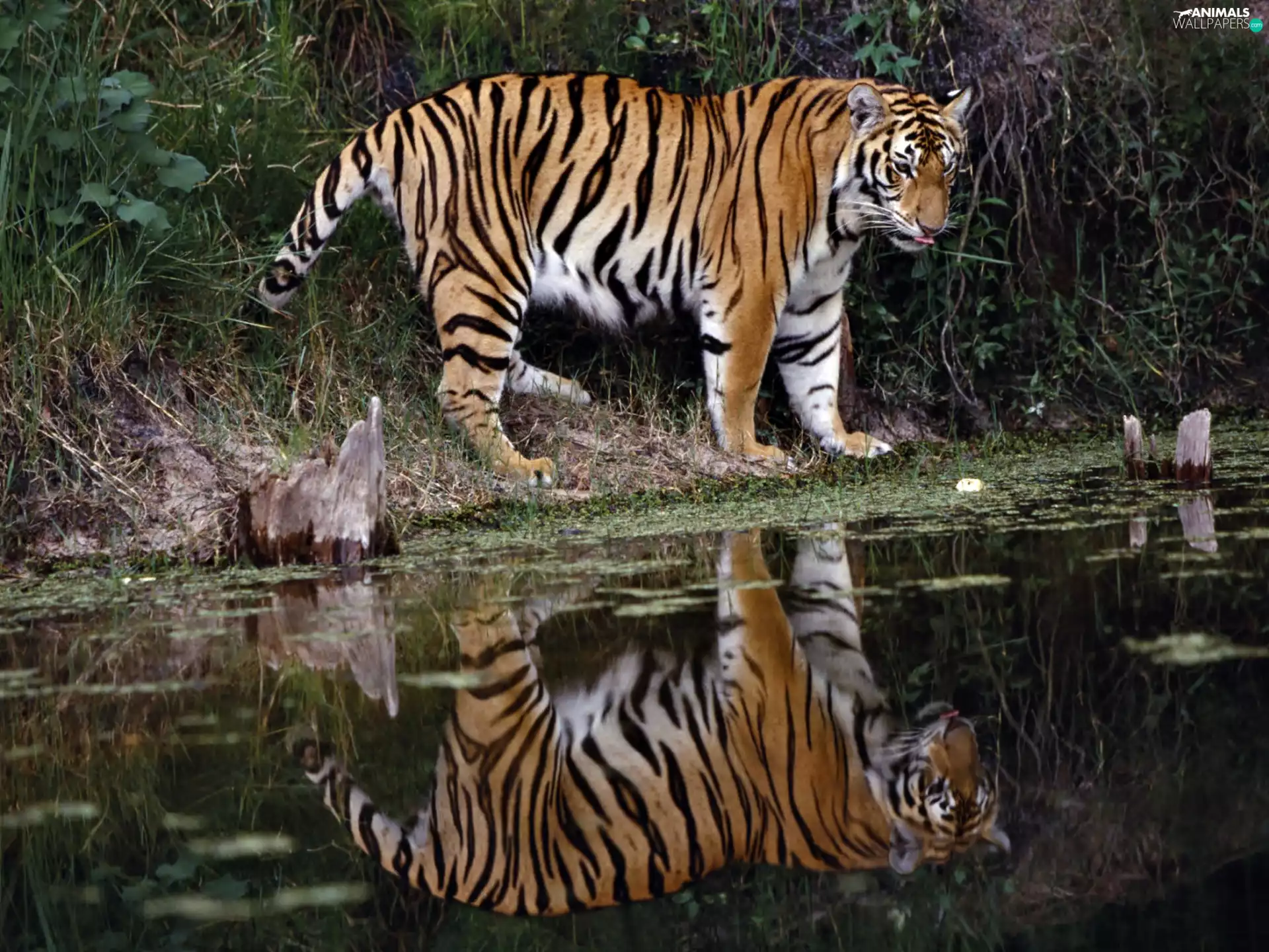 reflection, tiger, water