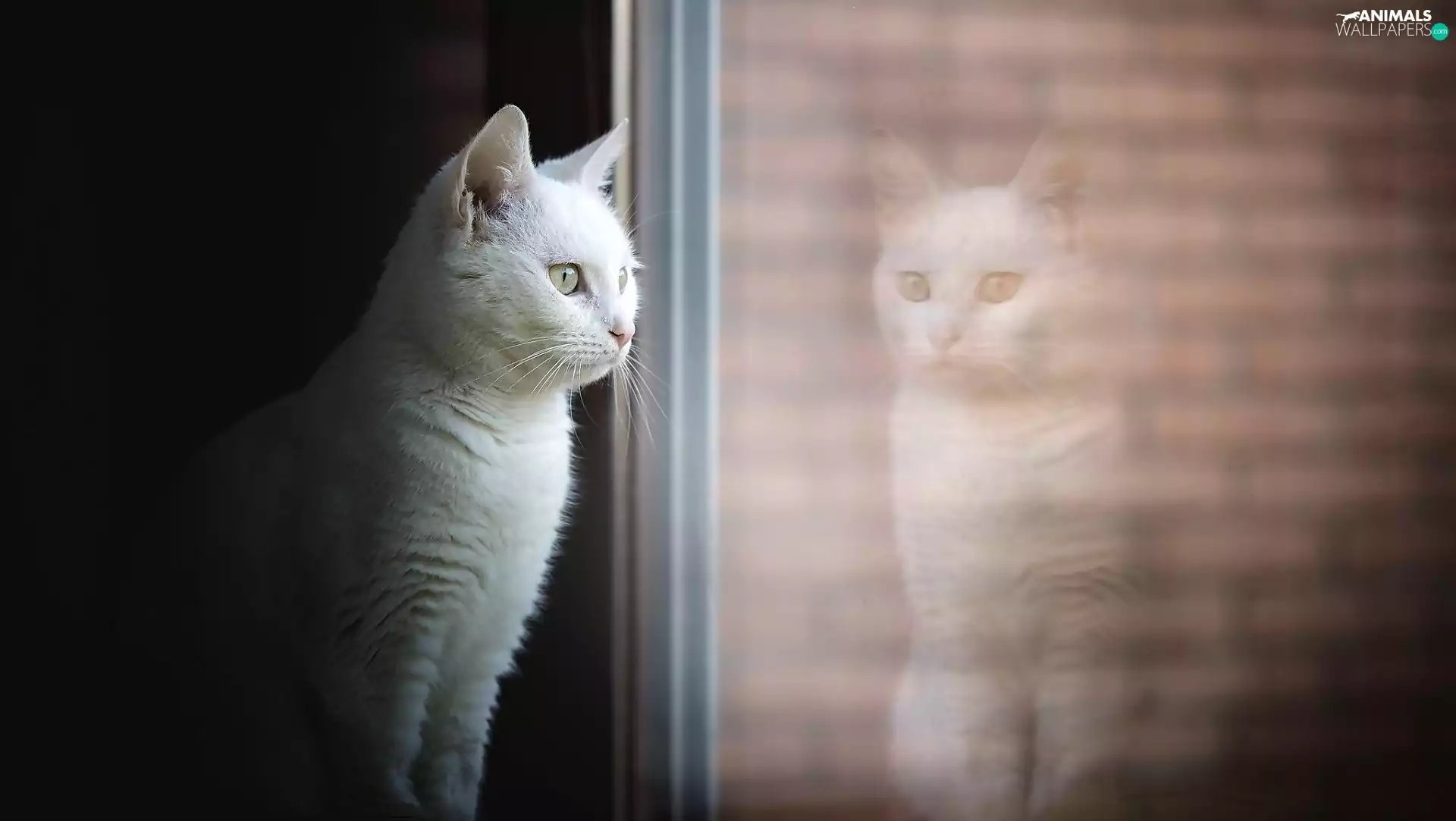 muzzle, cat, Window, reflection, The look, White