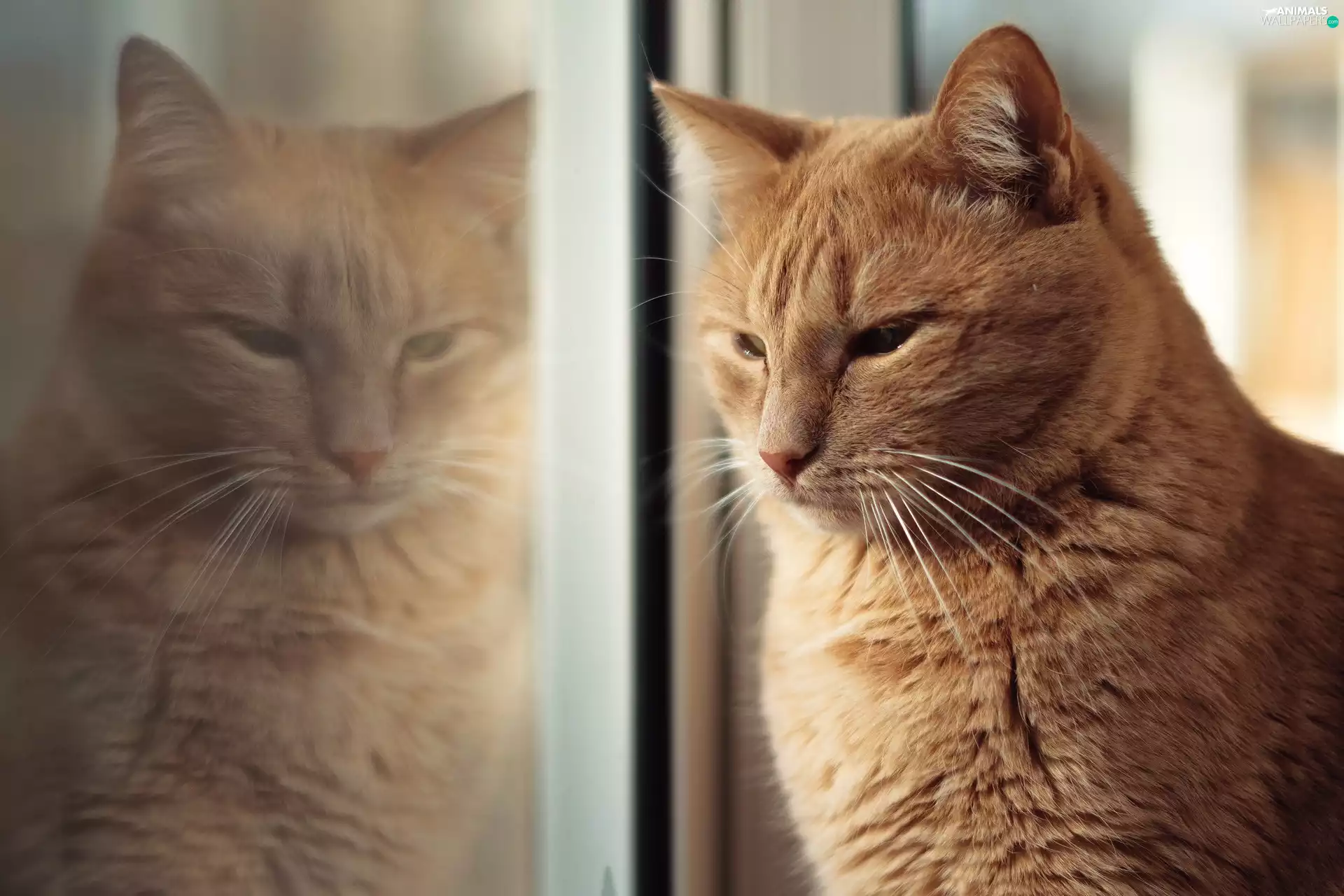 reflection, cat, Window