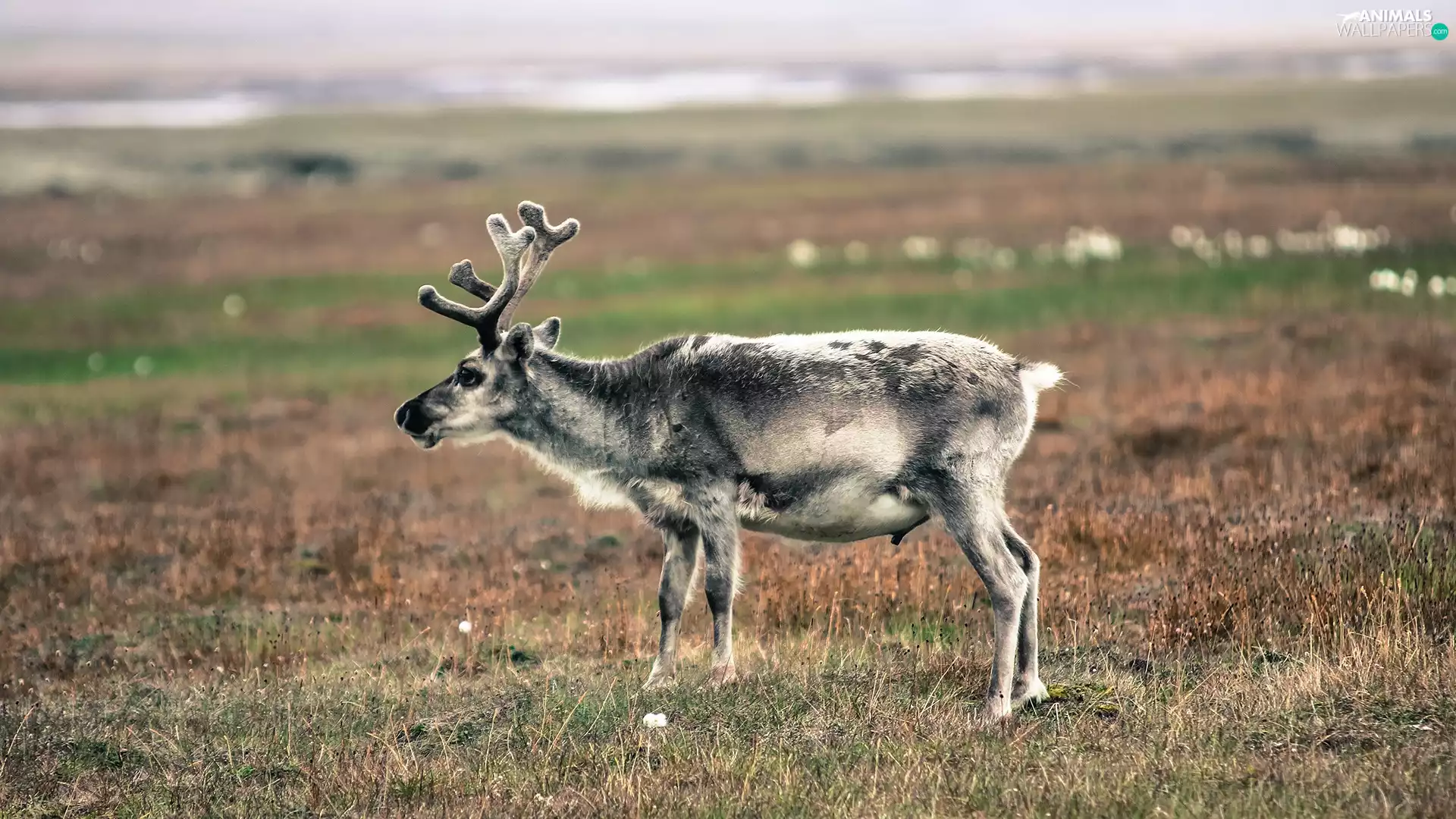 reindeer, Meadow