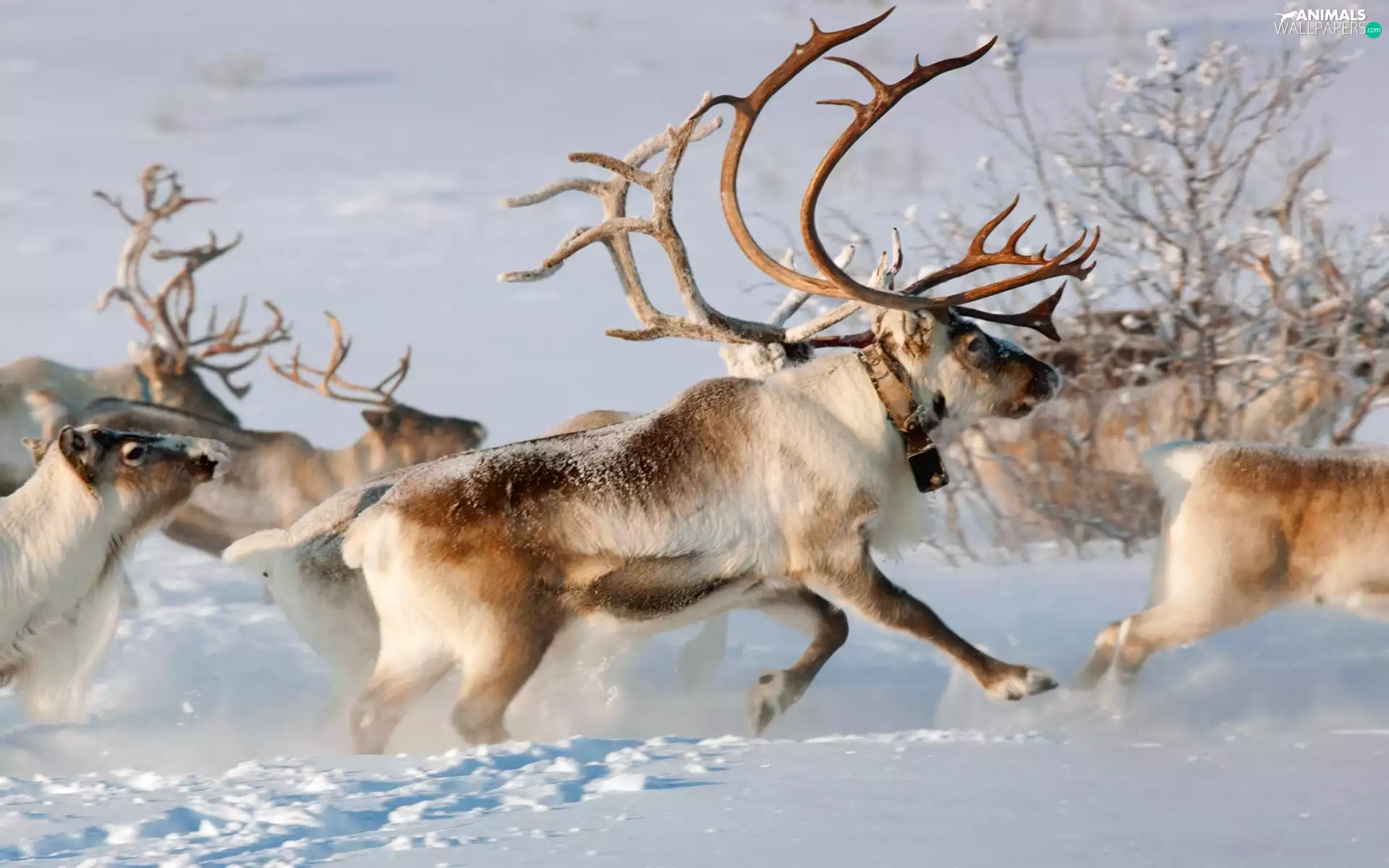 reindeer, winter