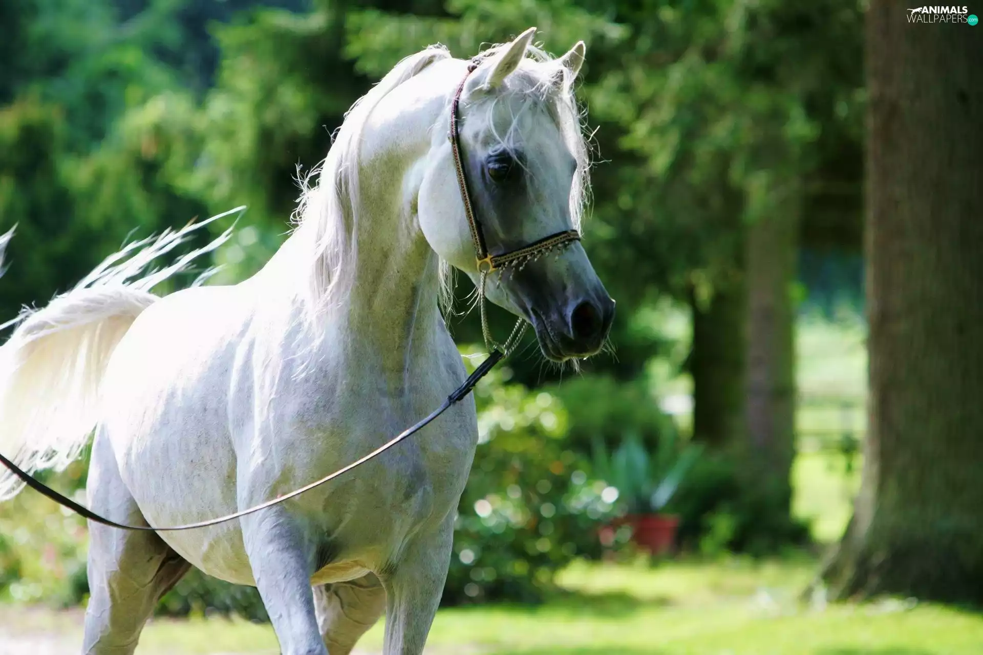 reins, grizzle, bridle