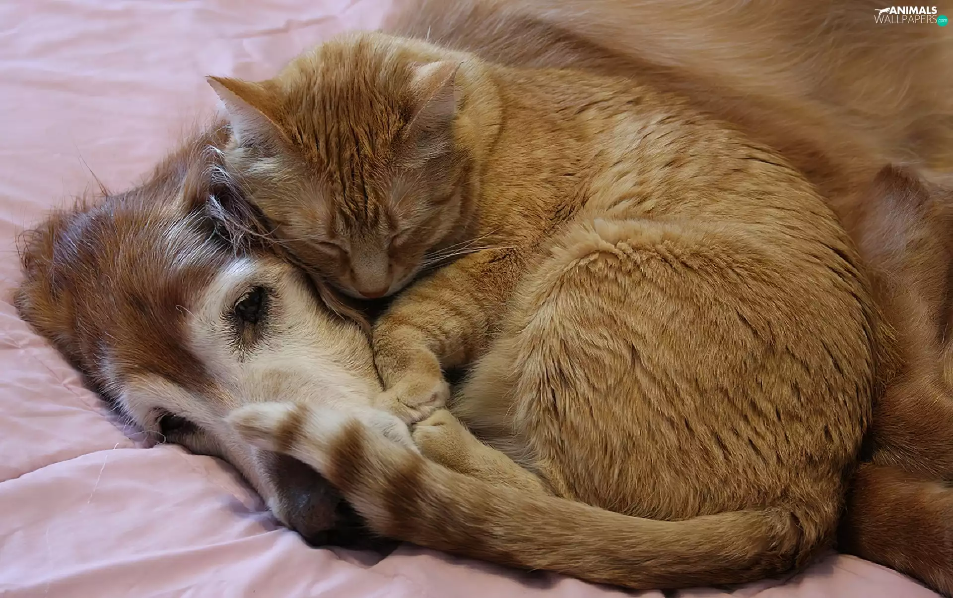 relaxation, dog, cat