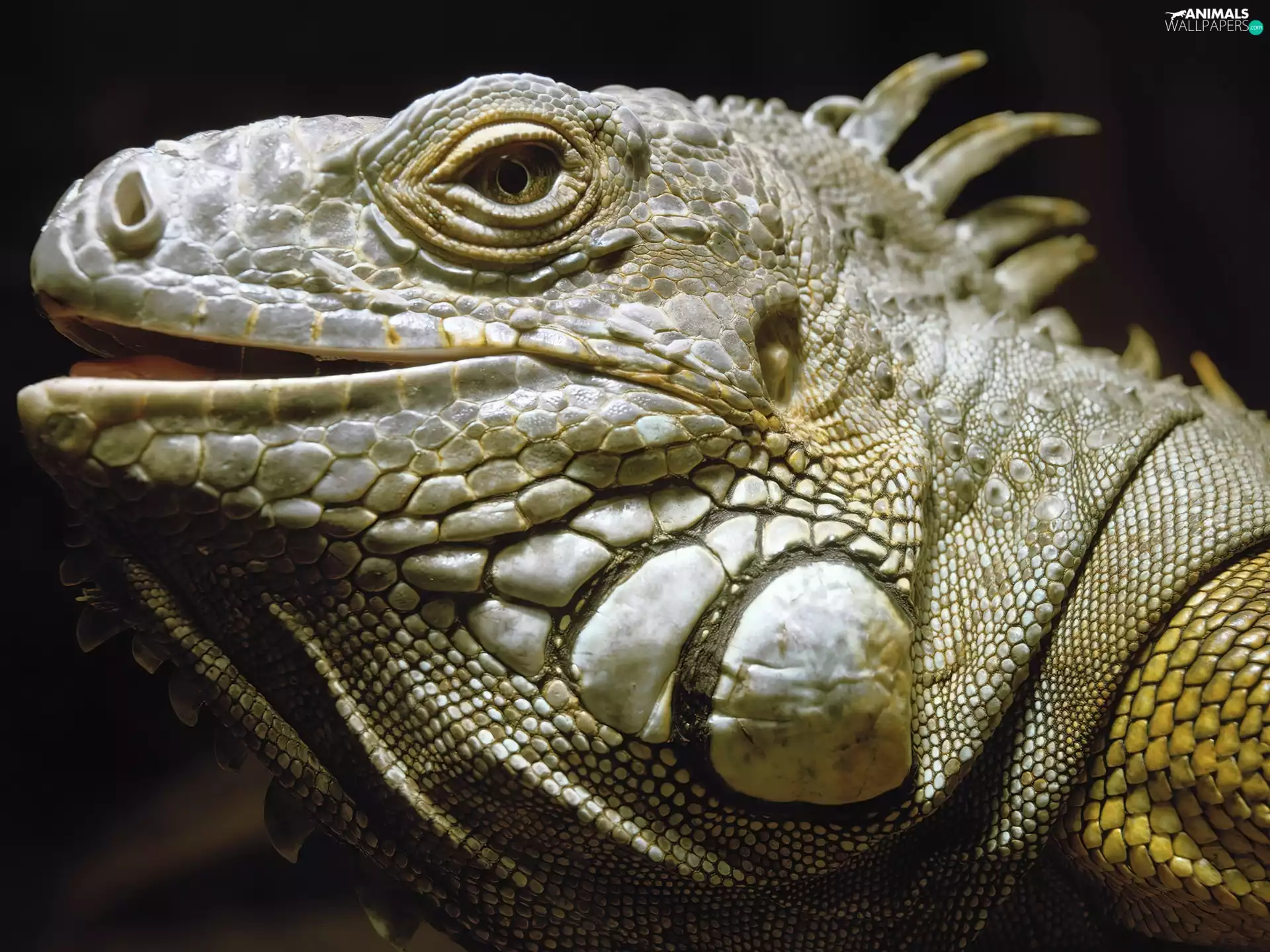 reptile, great, Iguana
