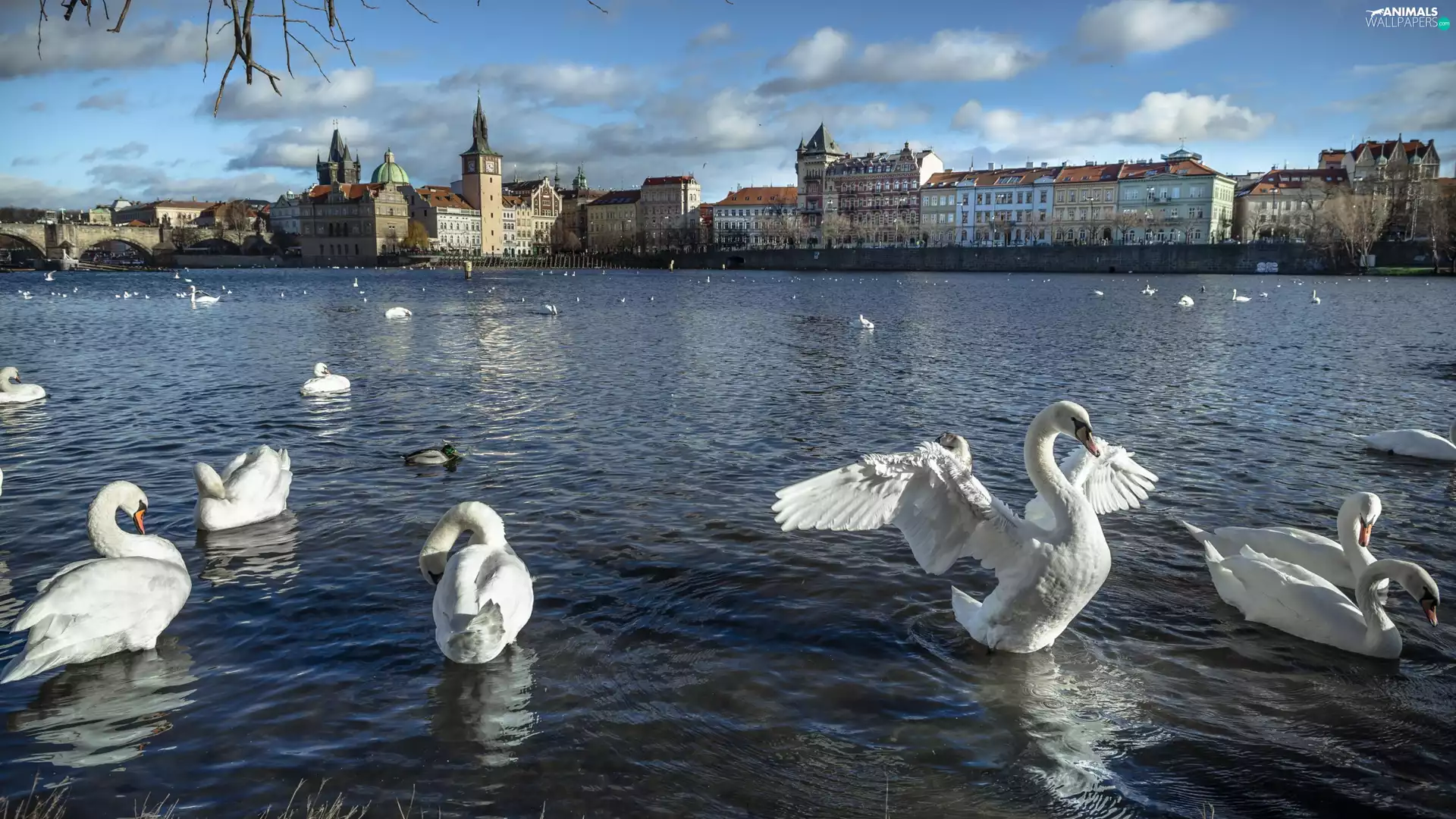 Vltava, Swan, Prague, River, birds, Houses, Czech Republic