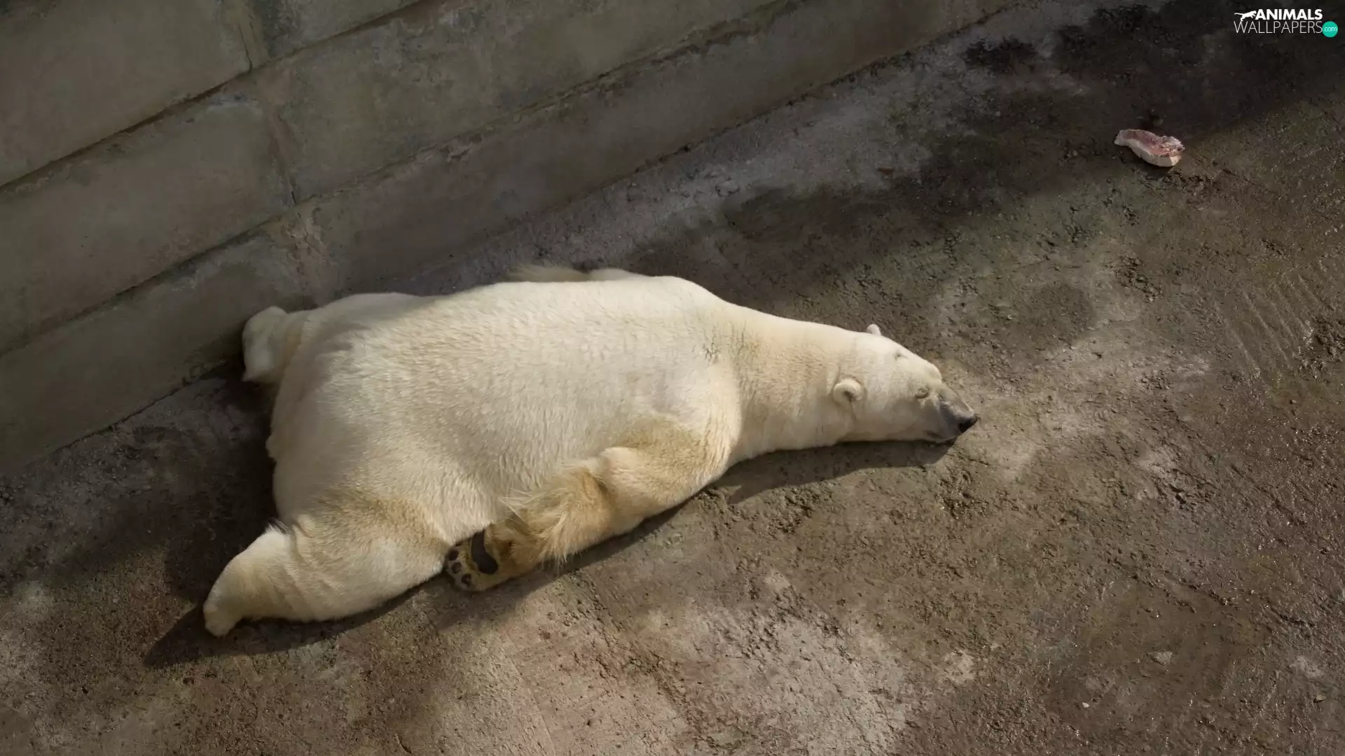 resting, White, Bear