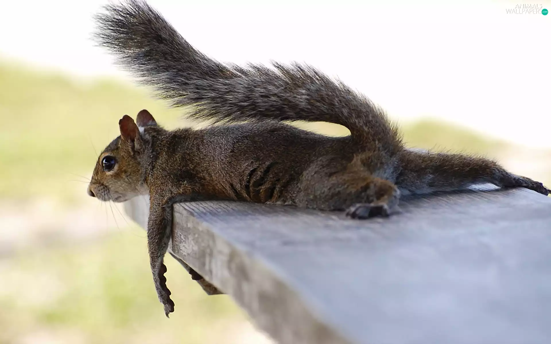 resting, squirrel, board