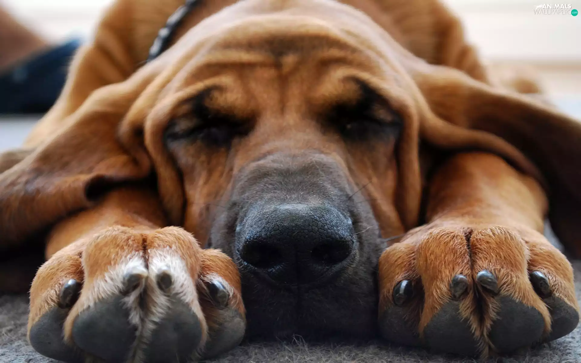 Bloodhound, resting, dream, dog-collar