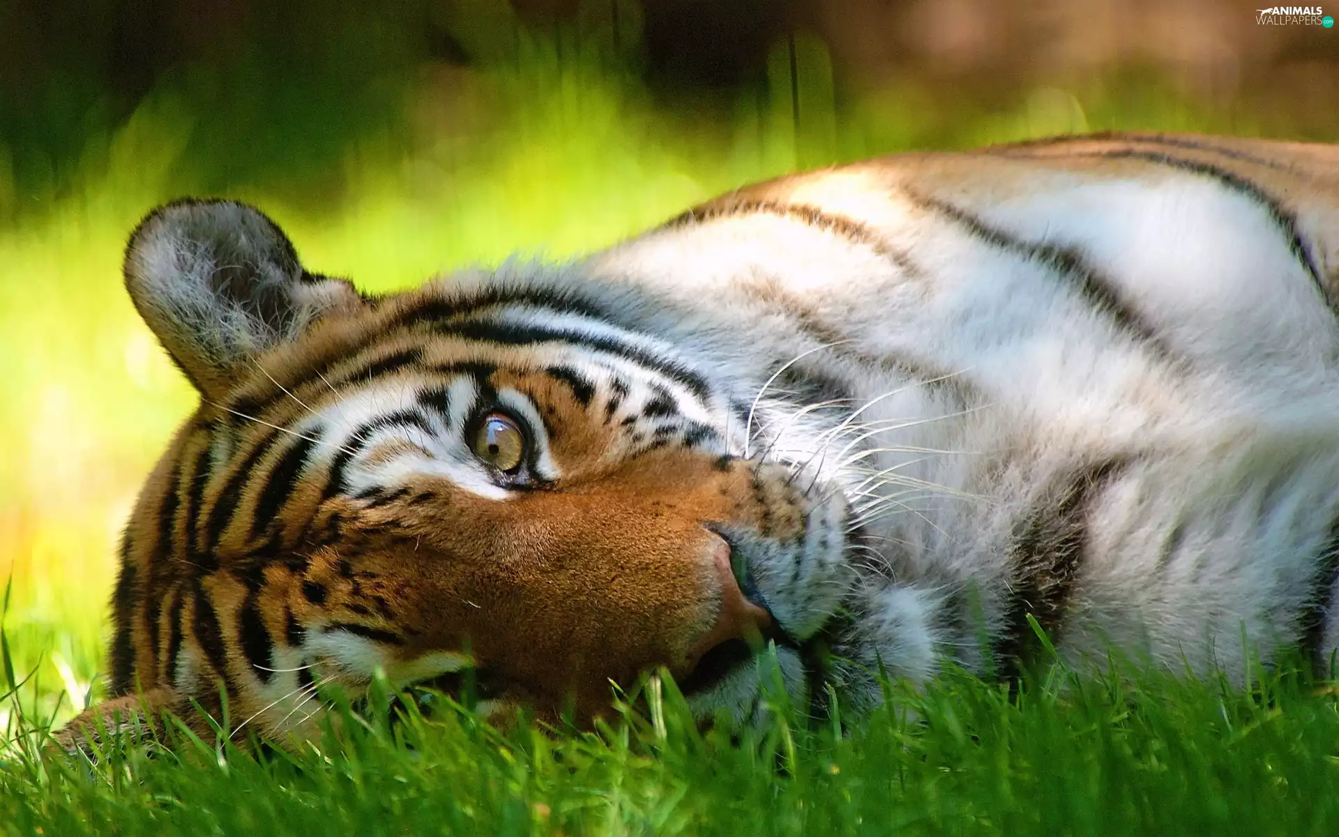 resting, tiger, grass