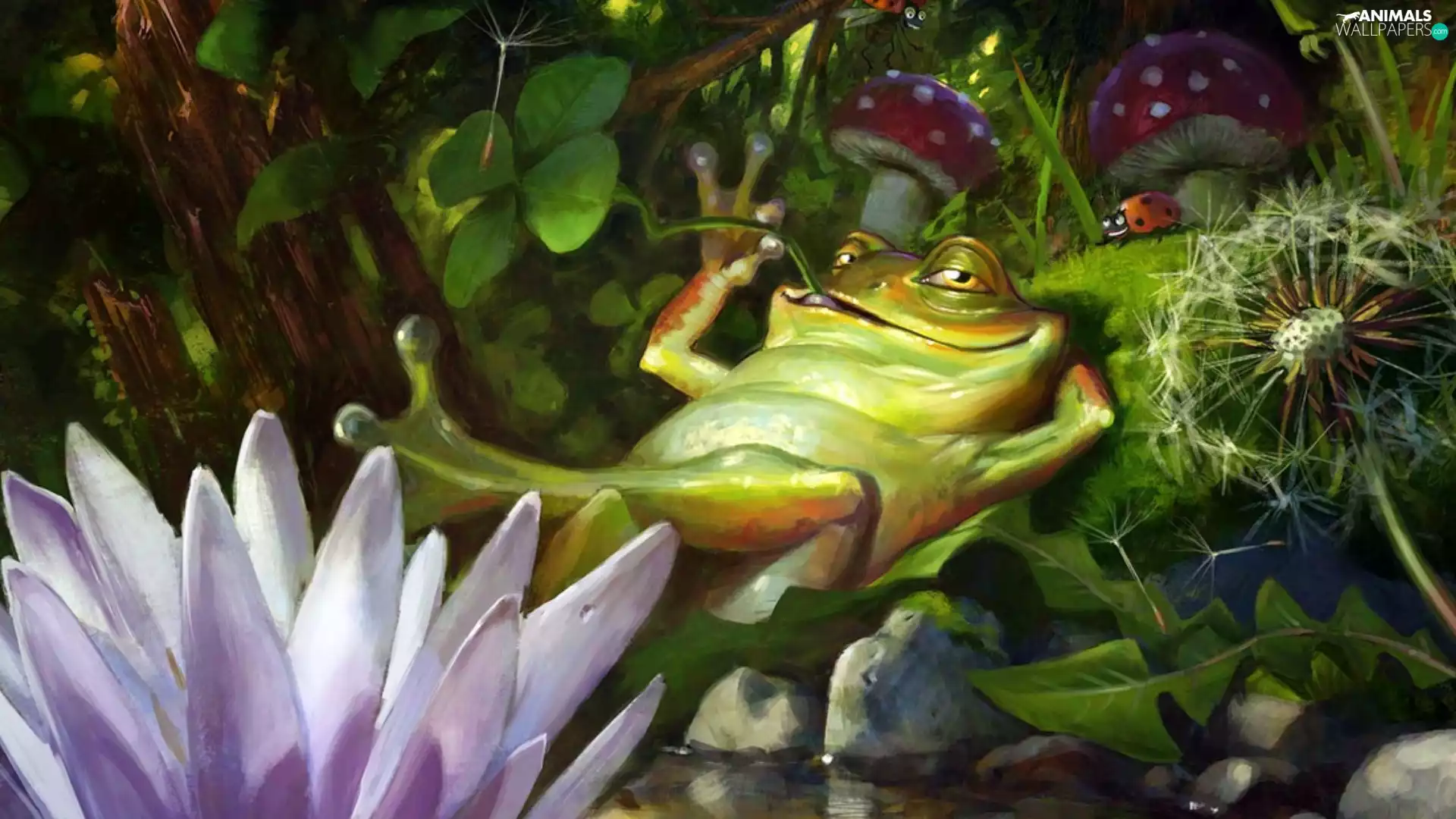 ladybird, strange frog, Resting