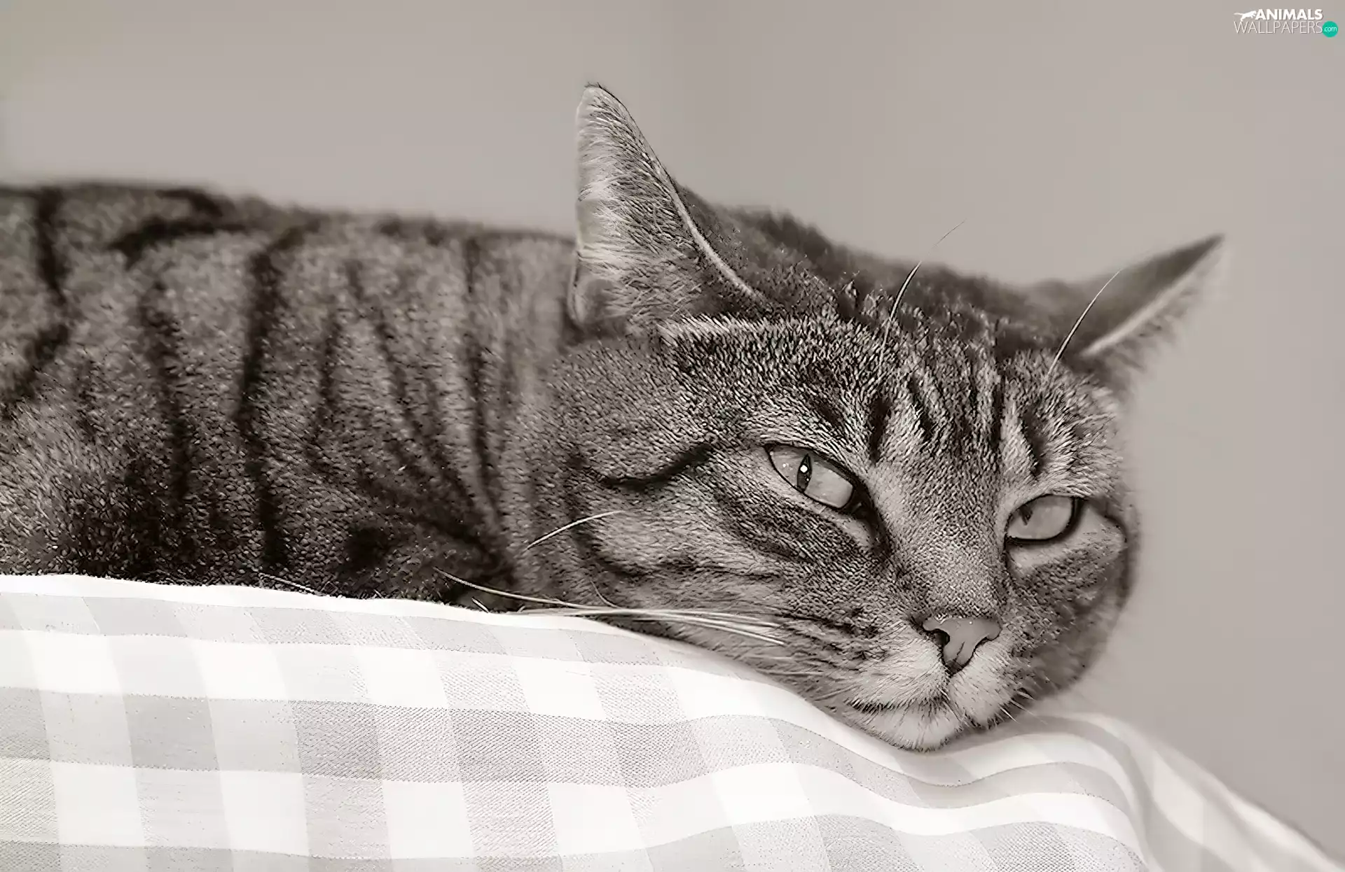 resting, cat, lazybones