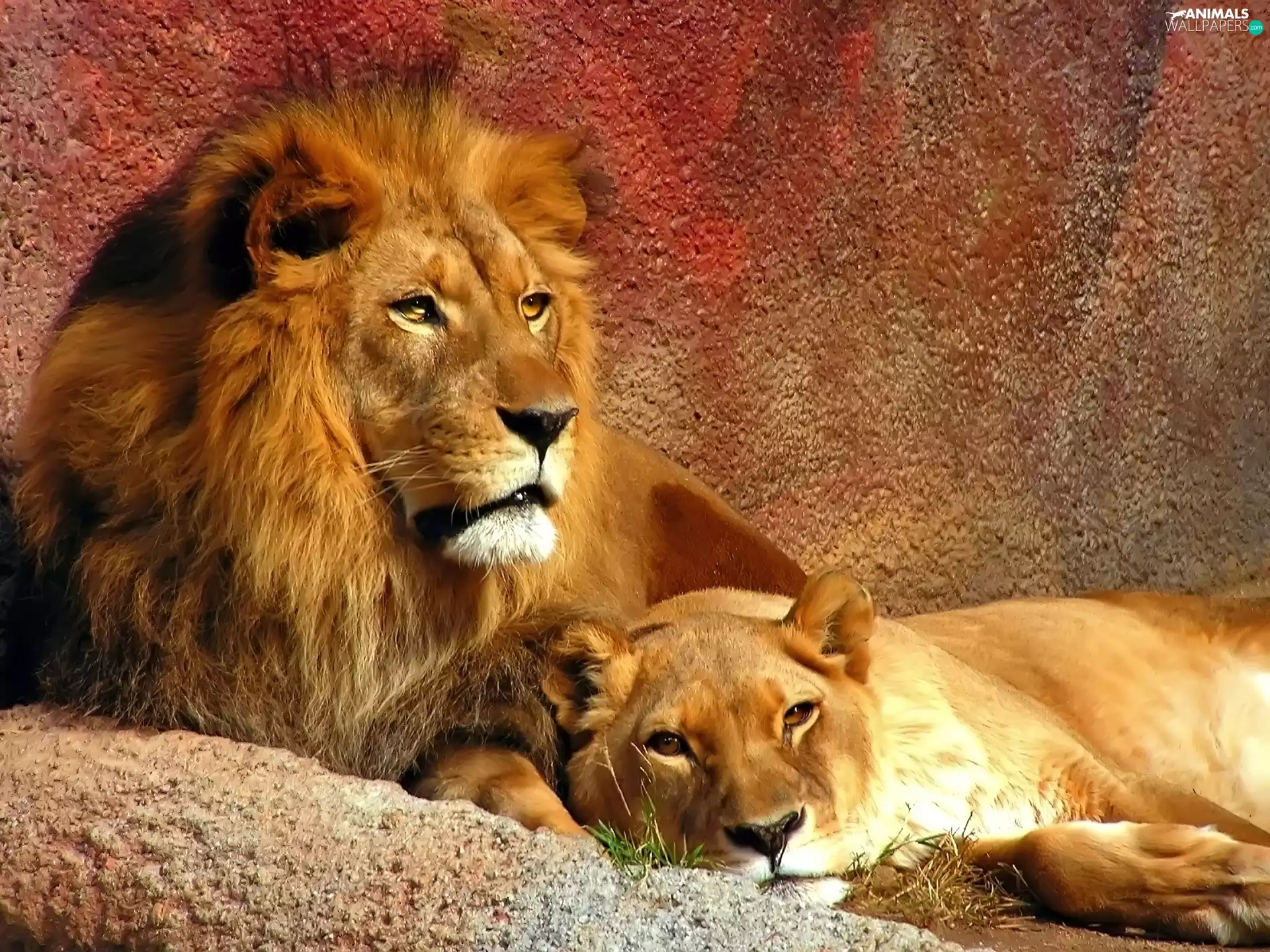 resting, Lion, Lioness