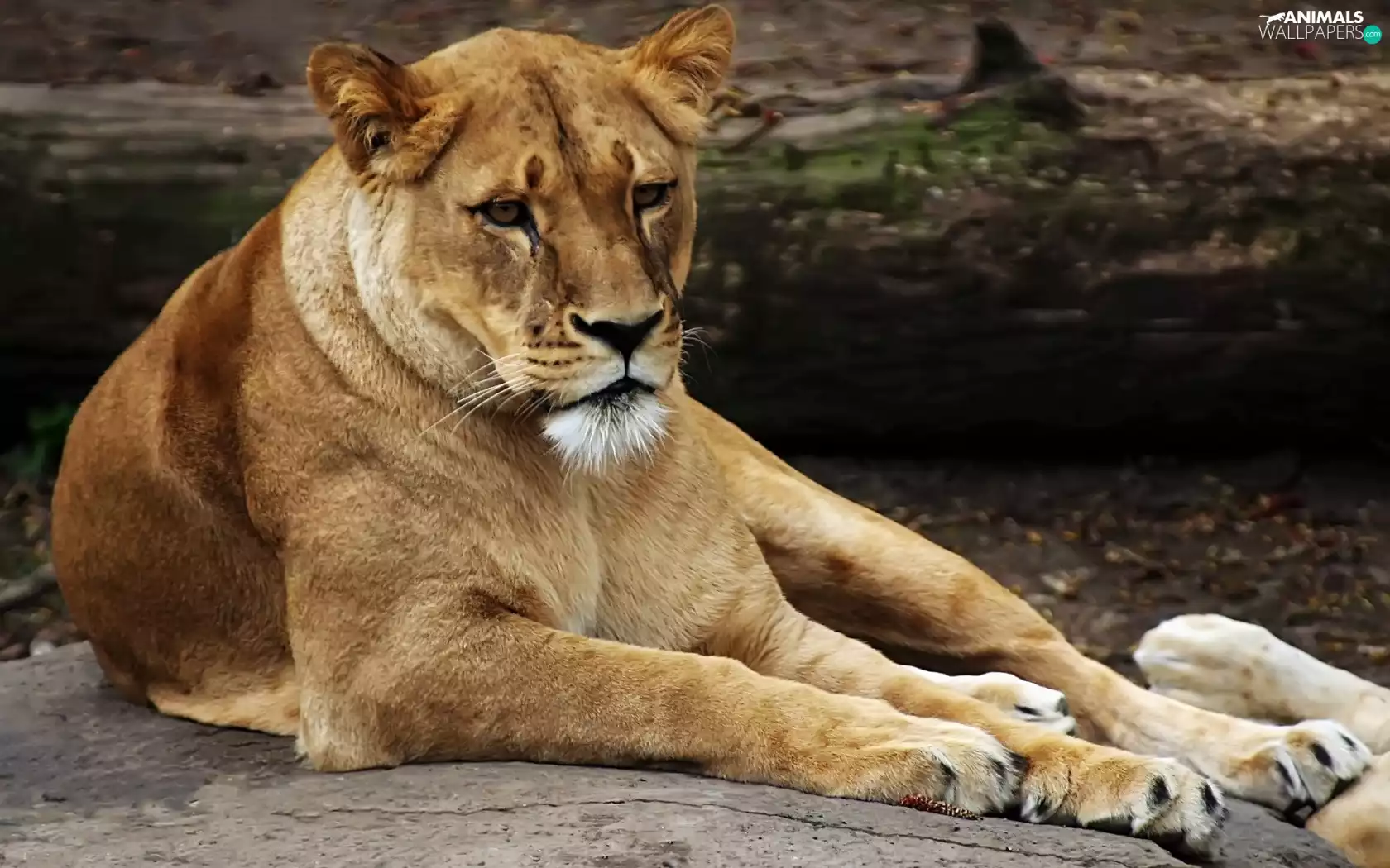 Resting, Lioness
