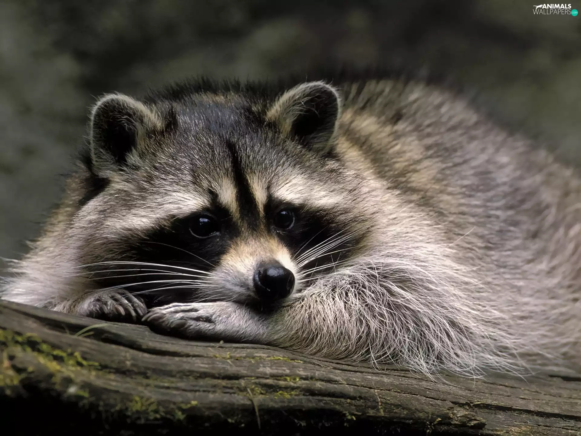 Resting, raccoon