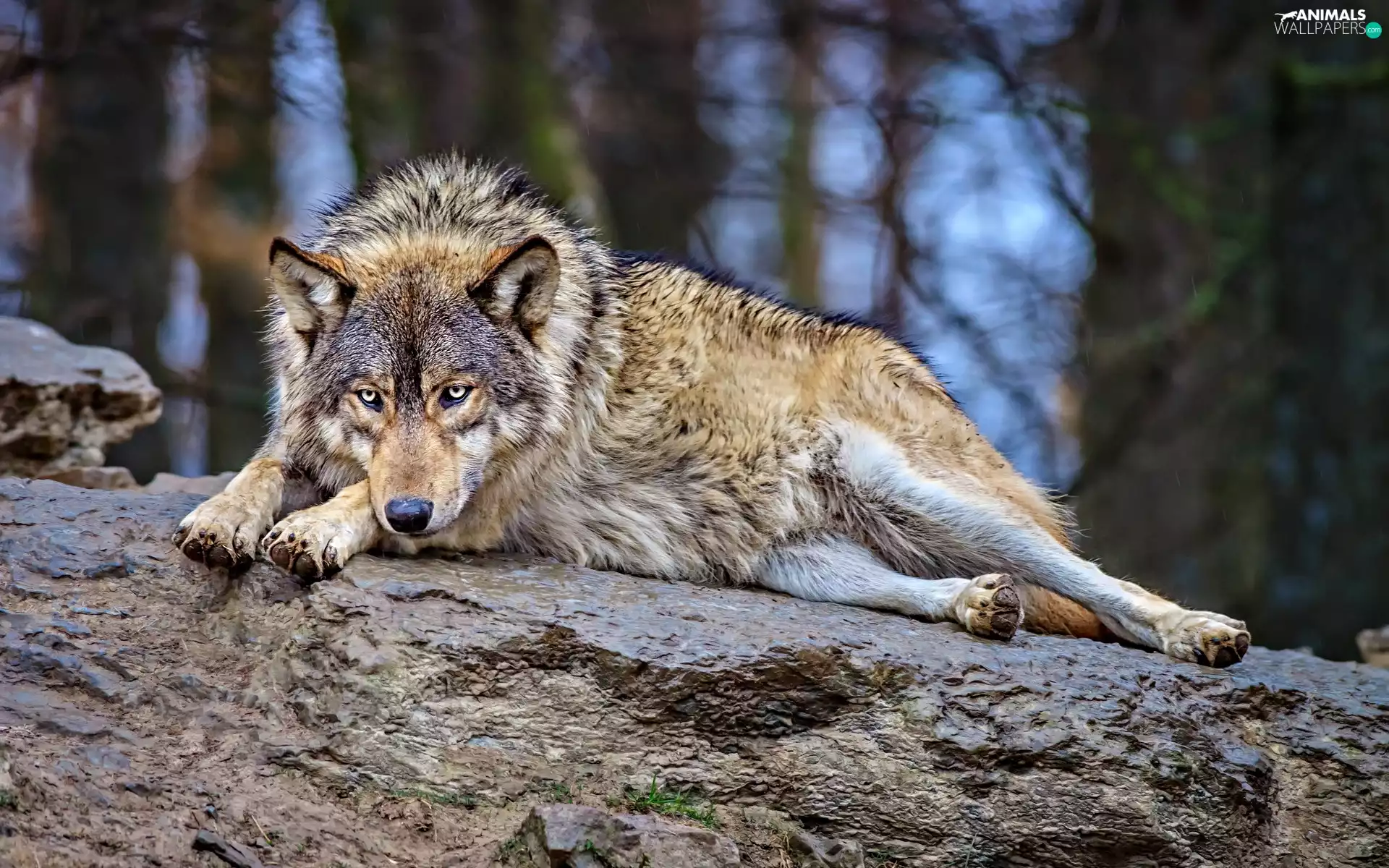 resting, Wolf, Rocks
