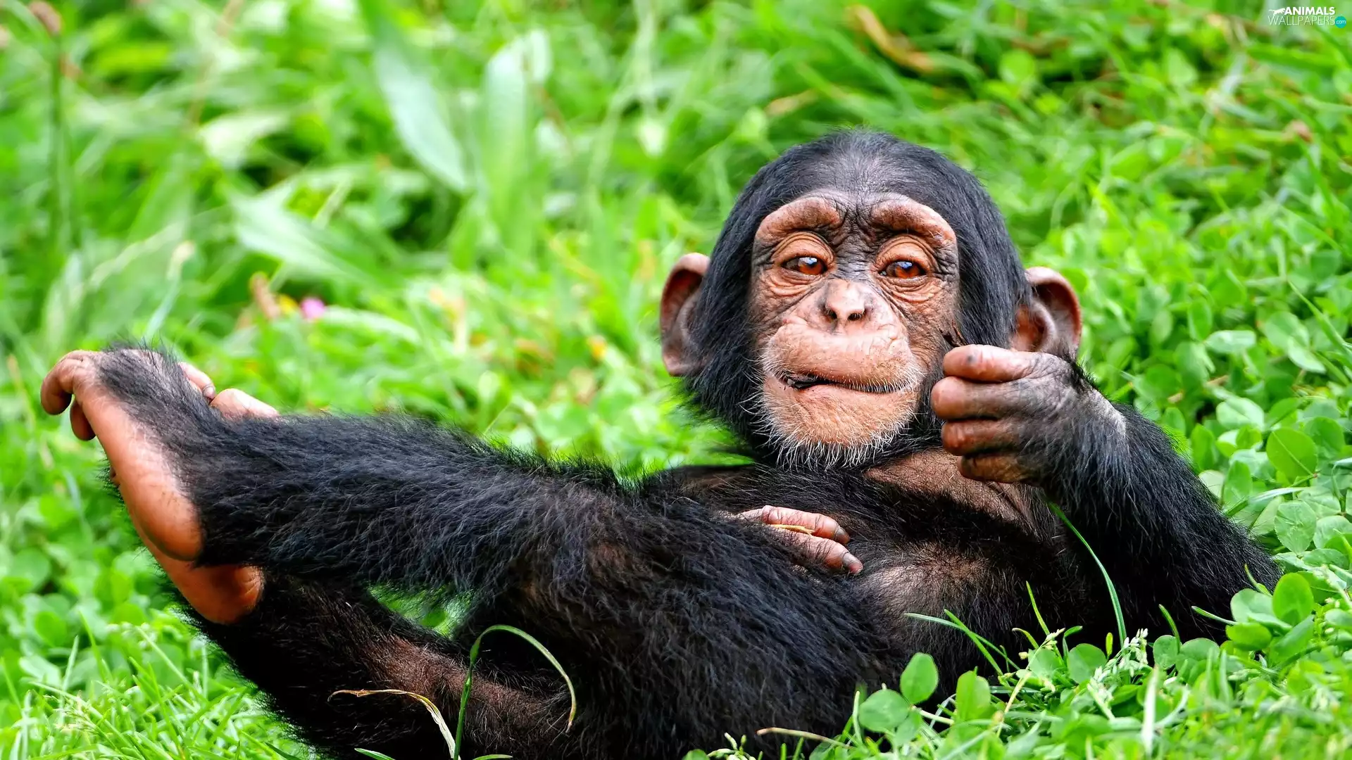 small, chimpanzee, scrub, Resting