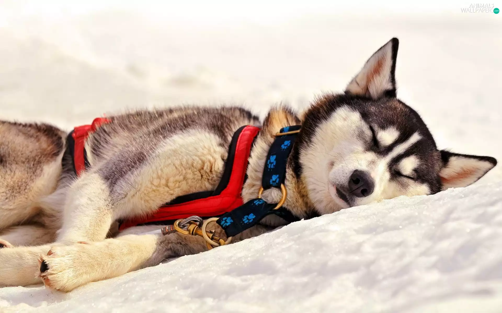 resting, Husky, snow