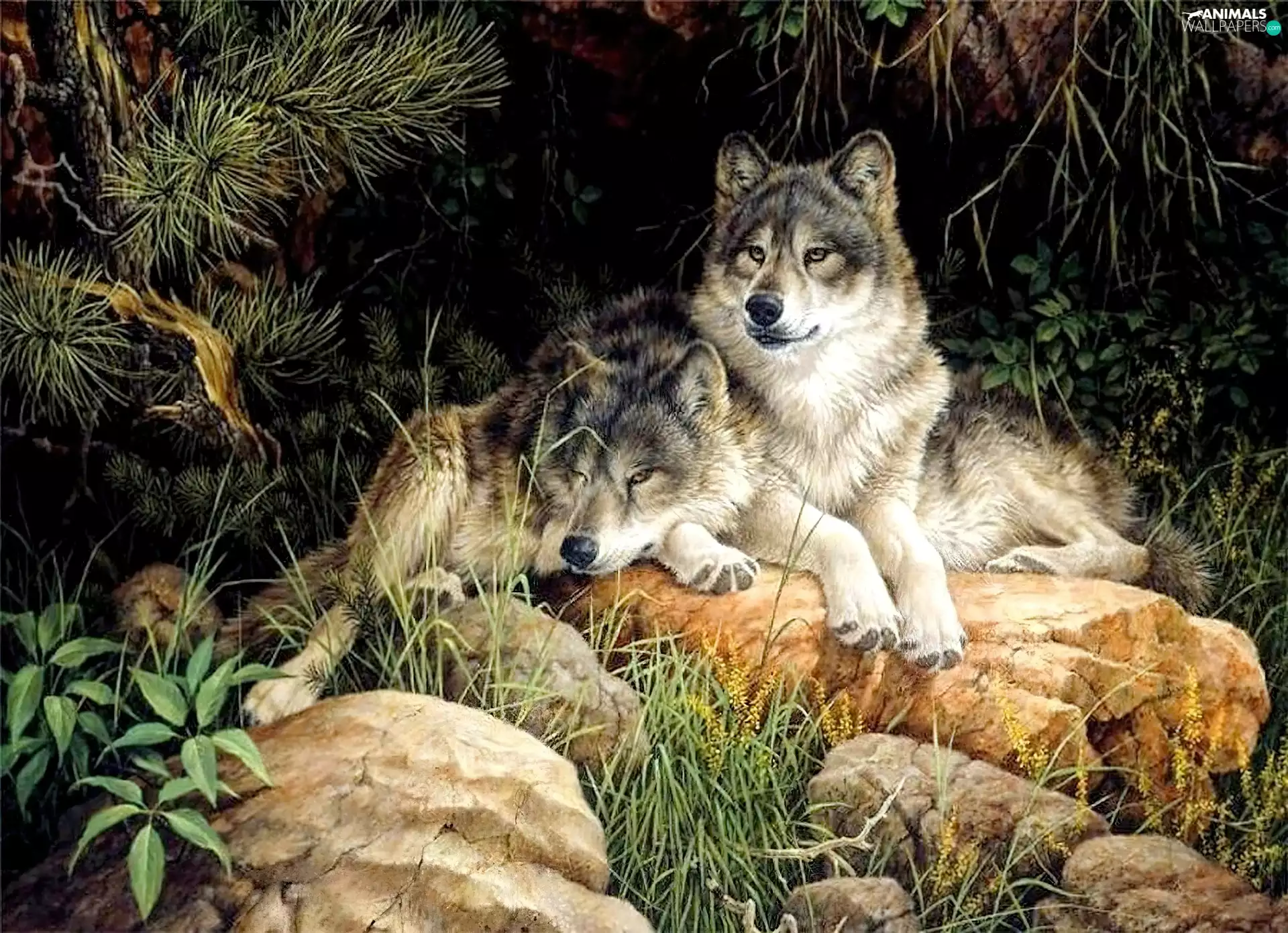 resting, wolves, Stones