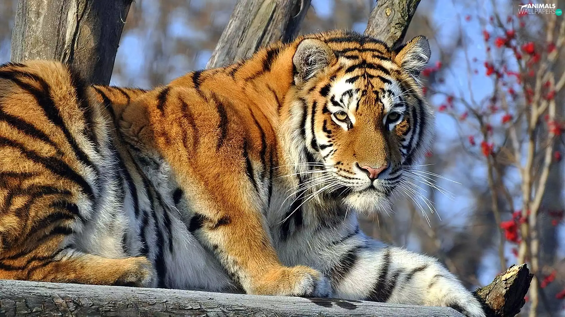 Resting, tiger