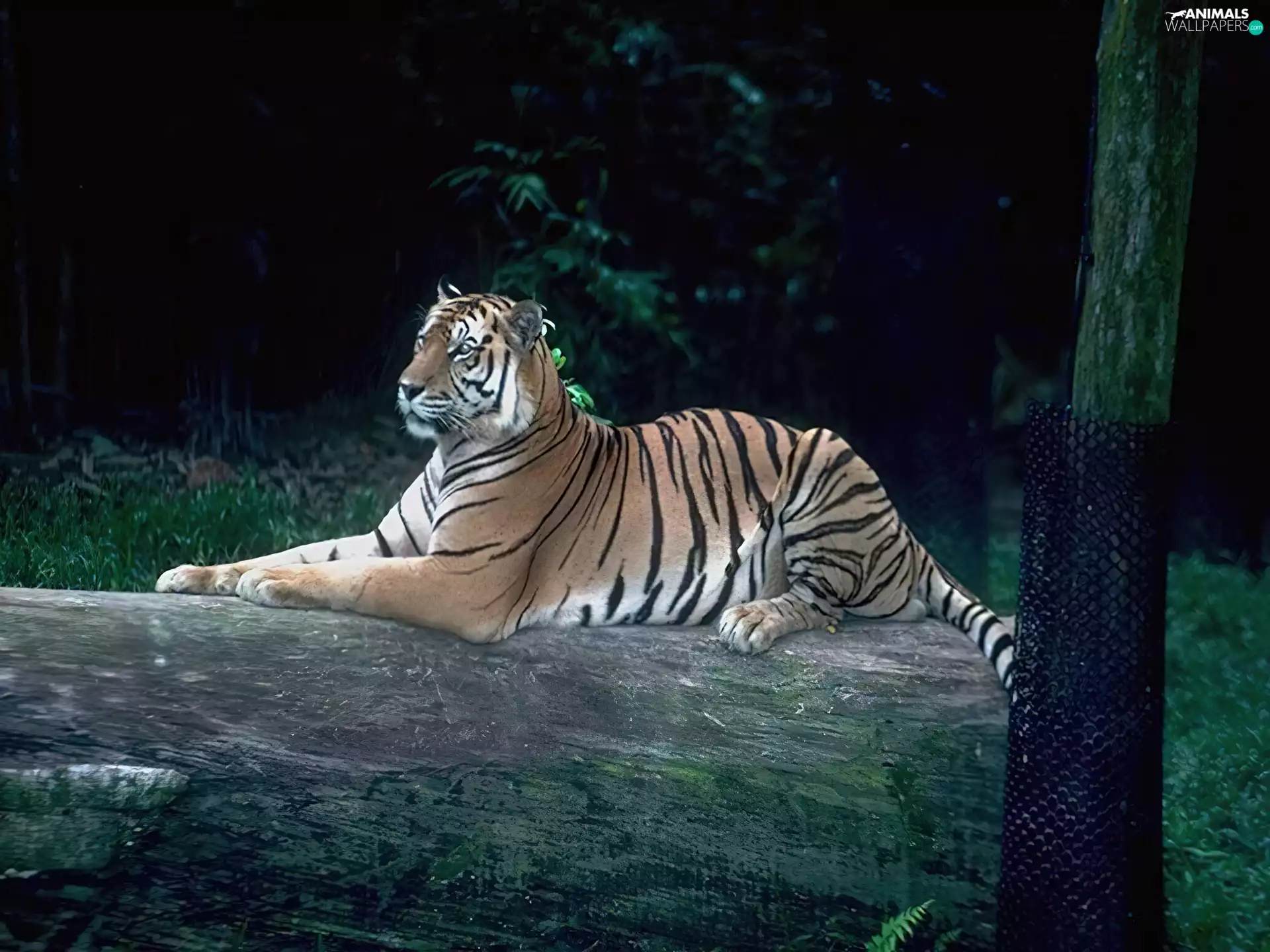 Resting, tiger