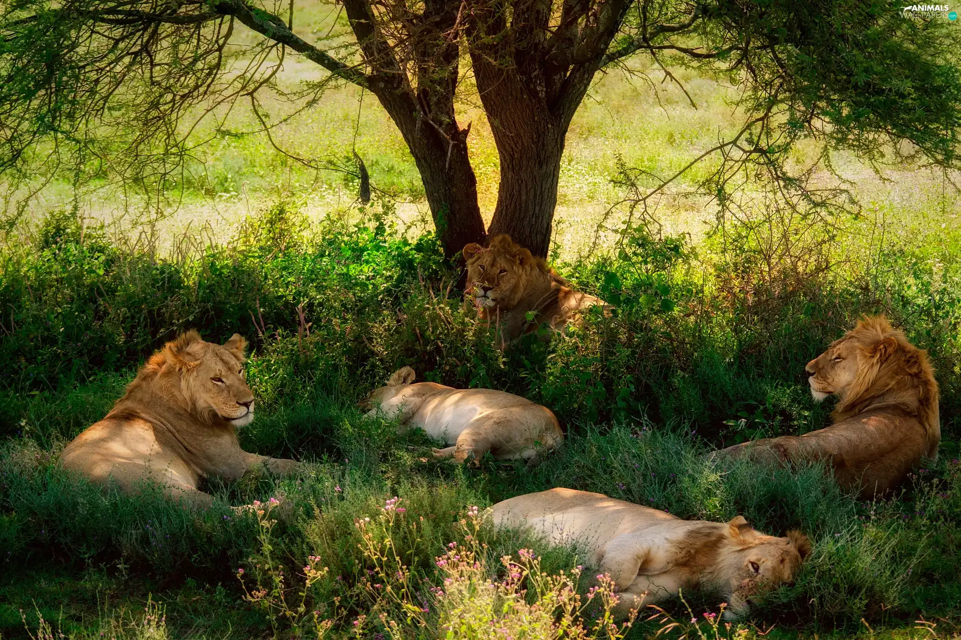 resting, lions, trees