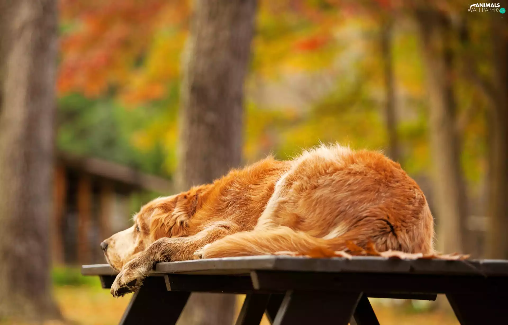 autumn, lying, Golden Retriever