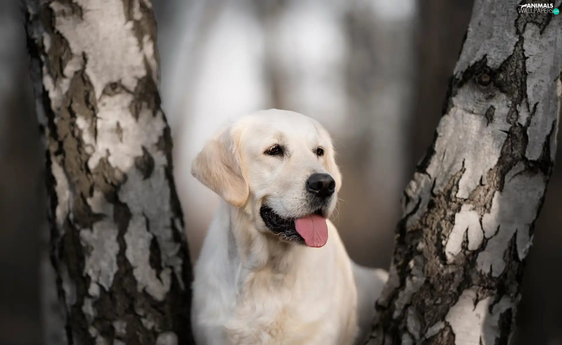 Stems, dog, birch, blurry background, trees, Labrador Retriever
