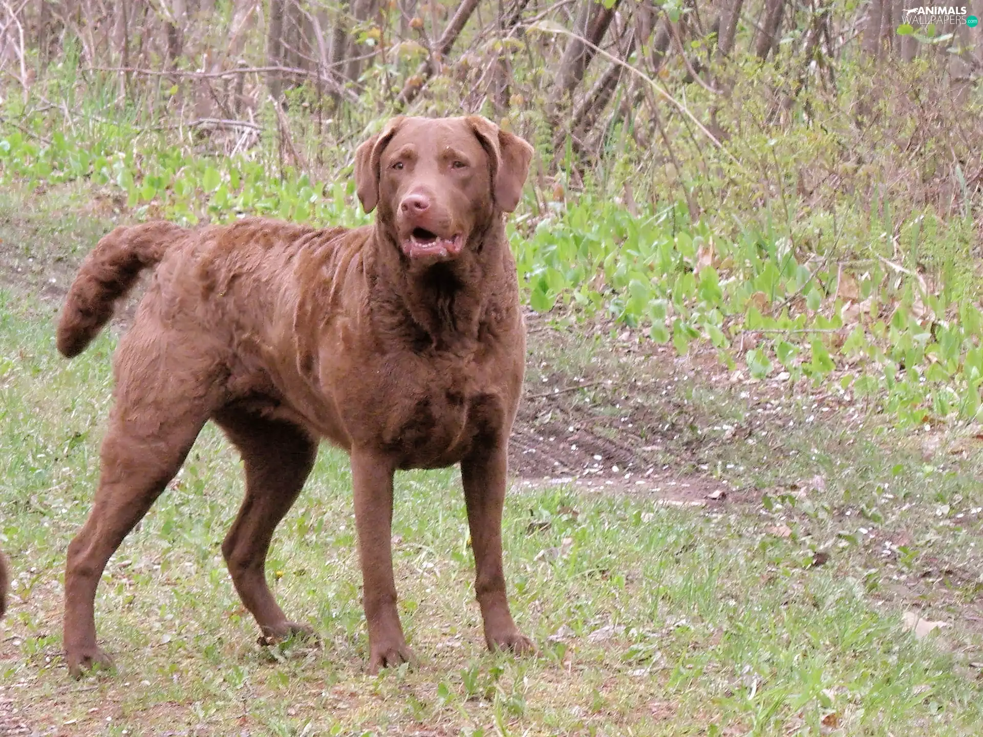 Brown, Chesapeake Bay retriever
