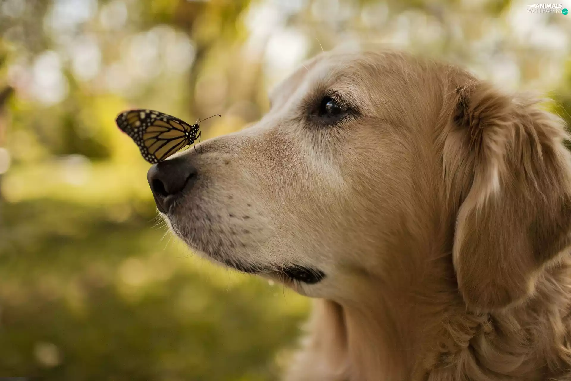 butterfly, dog, Golden Retriever
