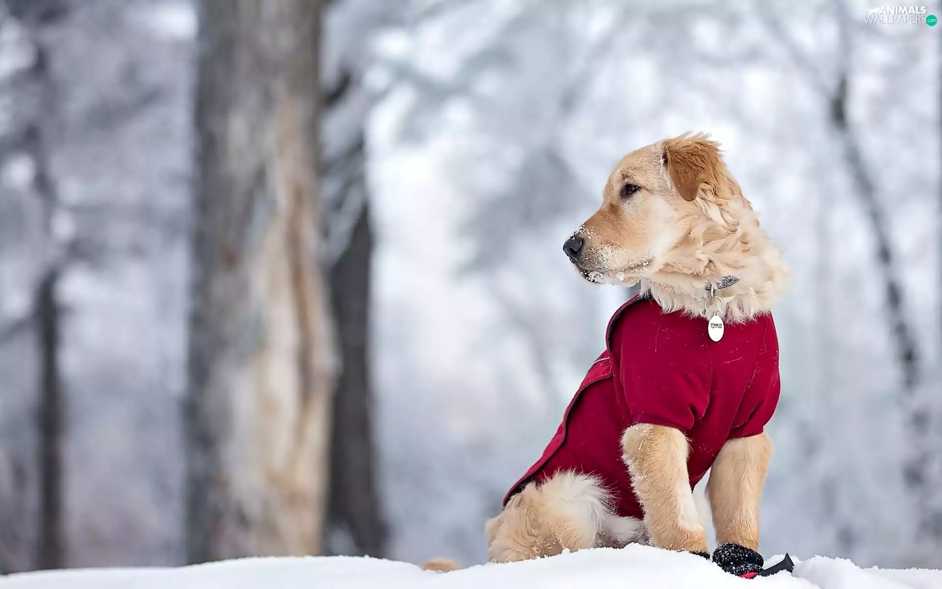 clothes, snow, Golden Retriever, Red, dog