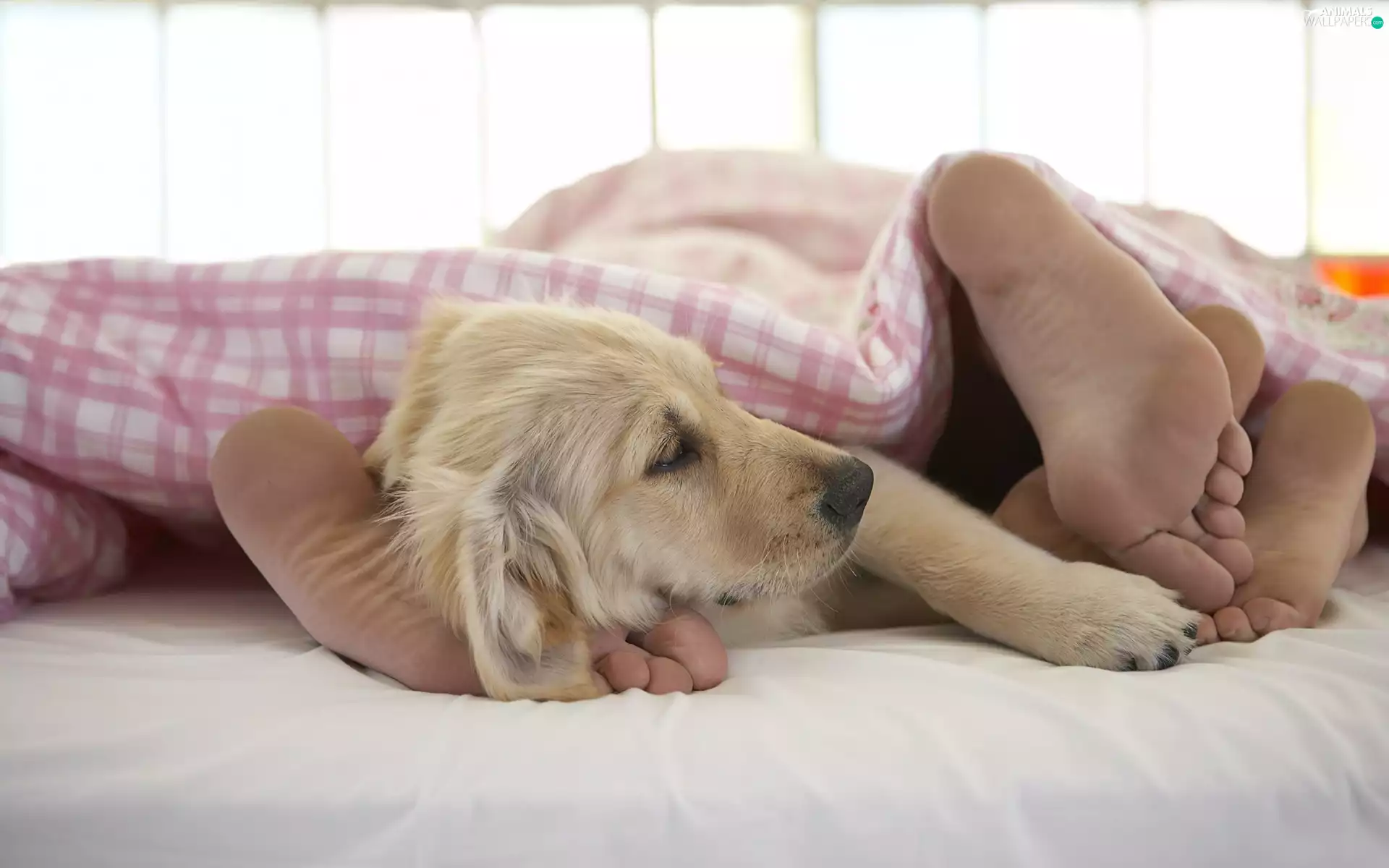 Foot, Bedding, Golden Retriever, Puppy, dog