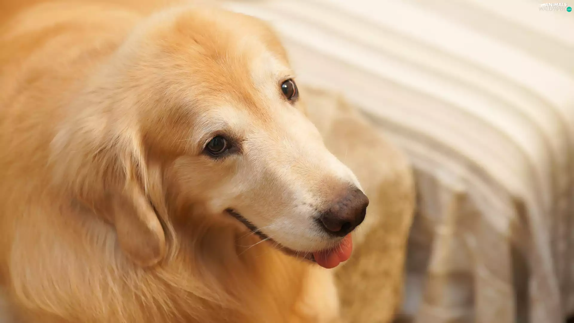 fuzzy, background, Golden Retriever, rapprochement, dog
