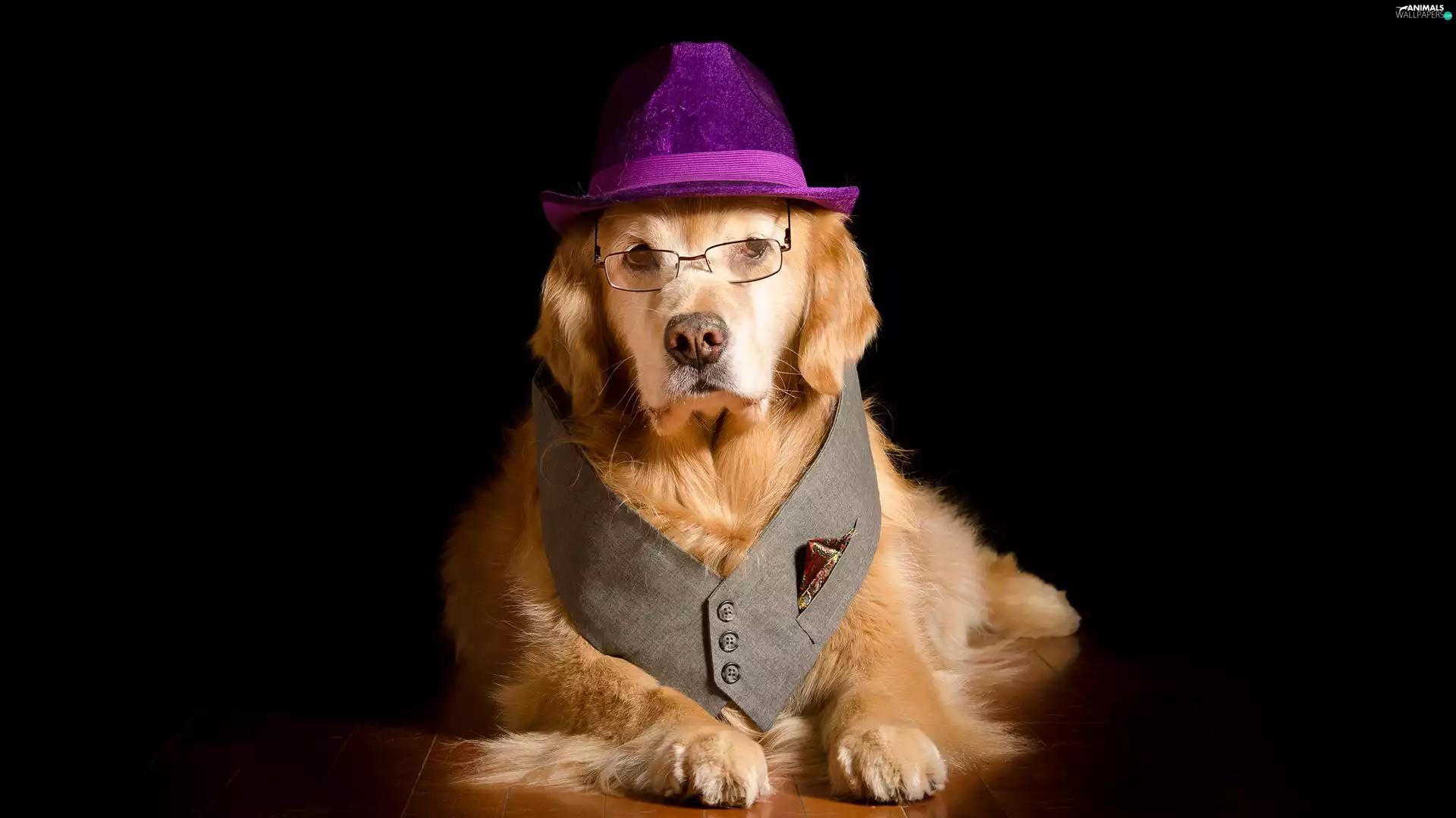 Glasses, waistcoat, Golden Retriever, Hat, dog