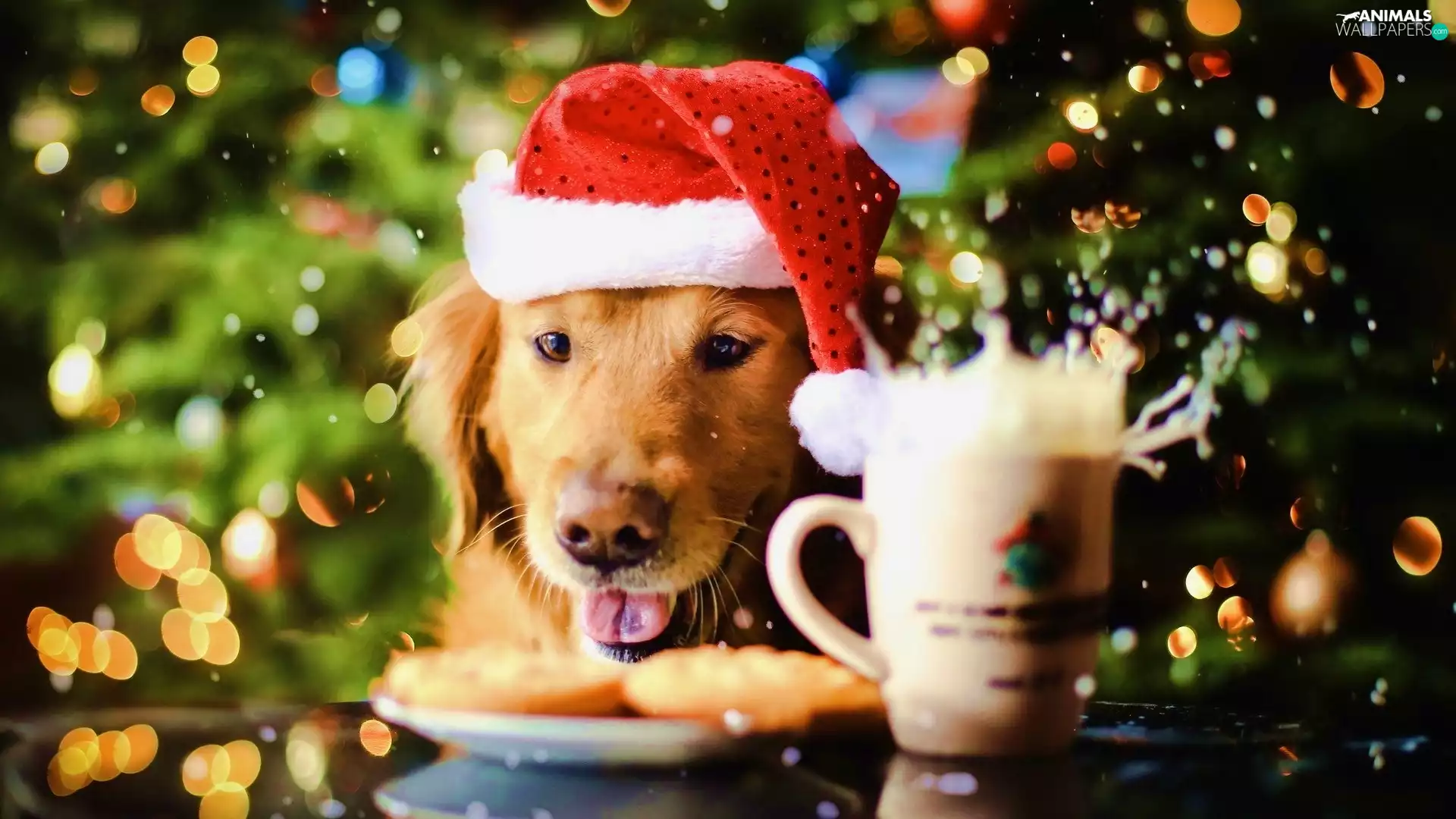Nicholas, Cup, Golden Retriever, Hat, dog
