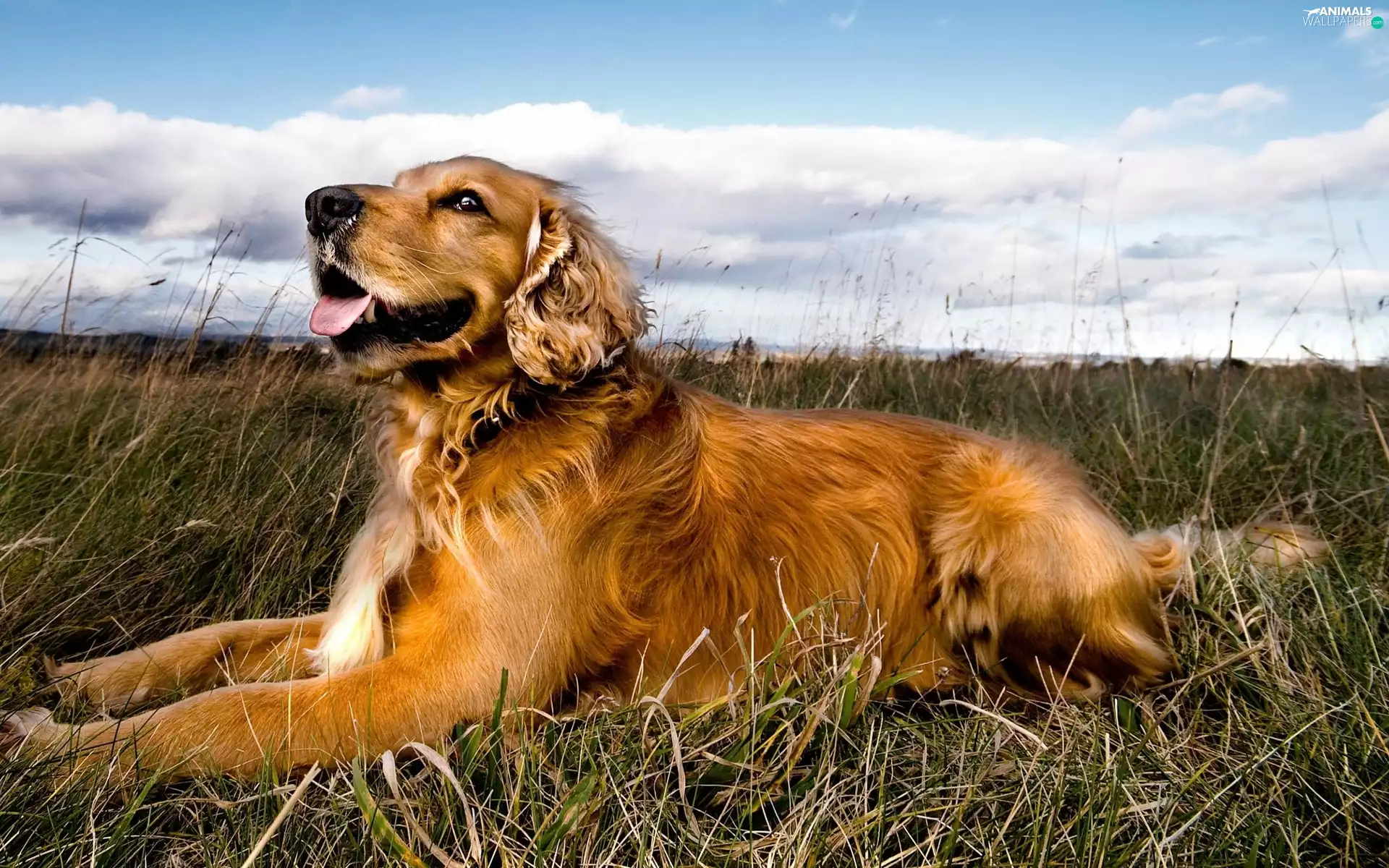 Sky, clouds, Golden Retriever, grass, dog