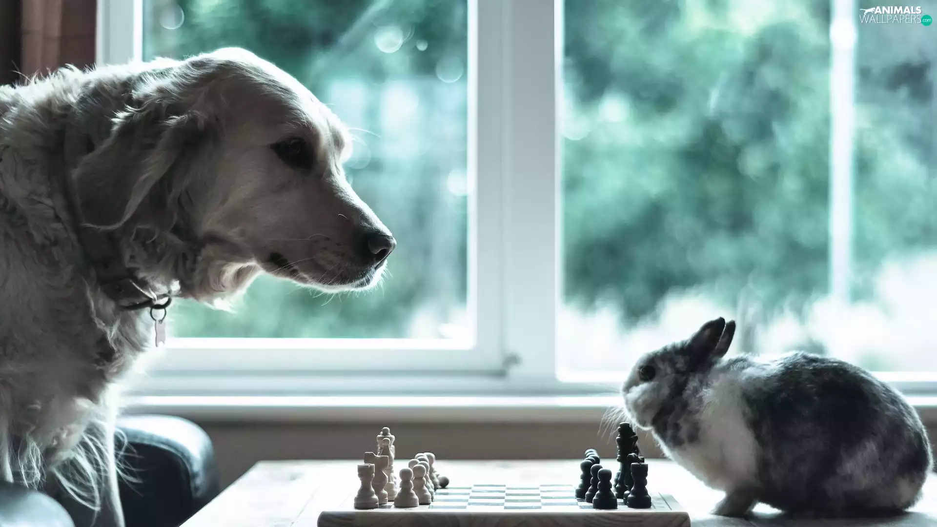 chess, Funny, Labrador Retriever, Rabbit, dog
