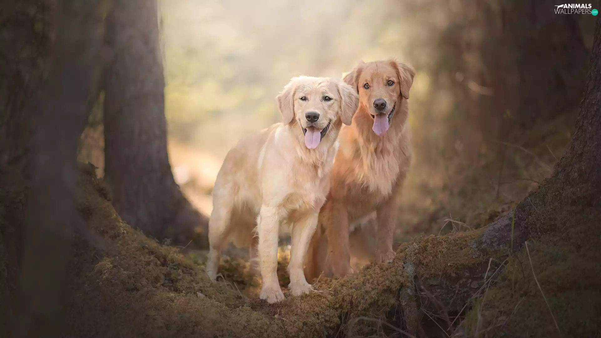 trees, viewes, Golden Retriever, litter, Dogs