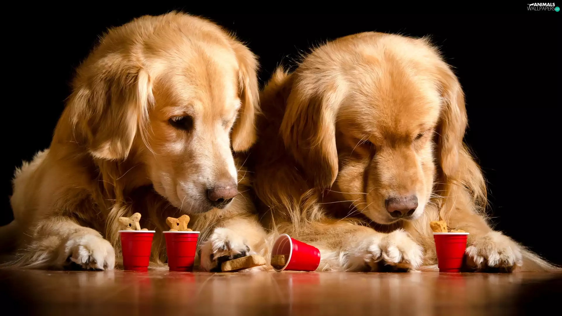 Two cars, Golden Retriever, Cans, Dogs