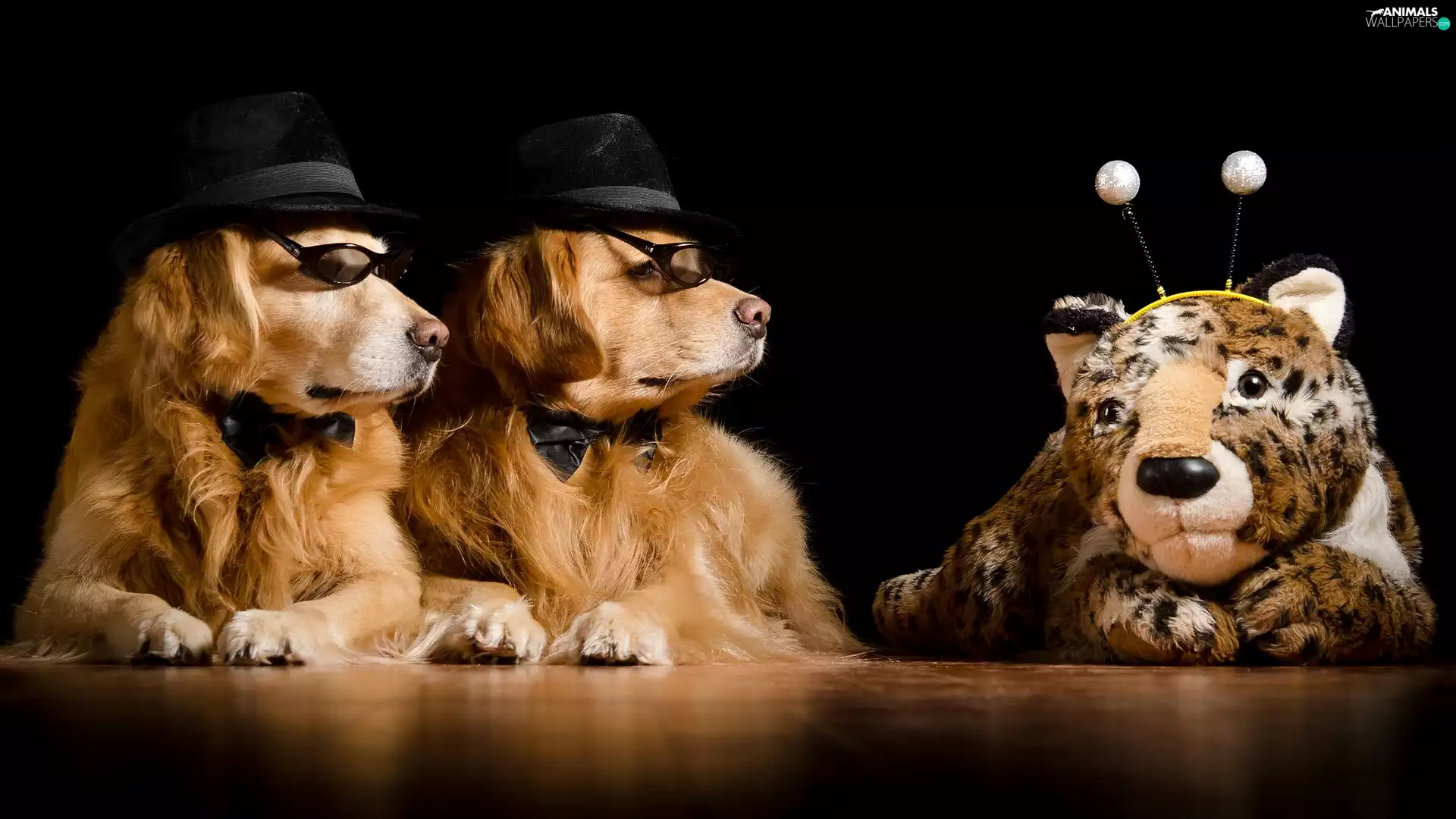 Two cars, Golden Retriever, mascot, Dogs