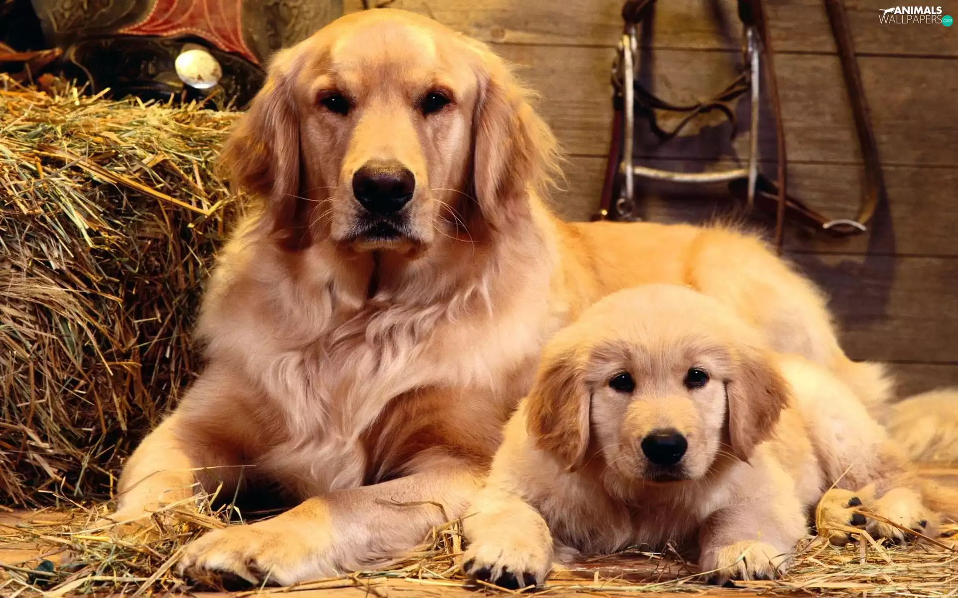 Two cars, Golden Retriever, straw, Dogs