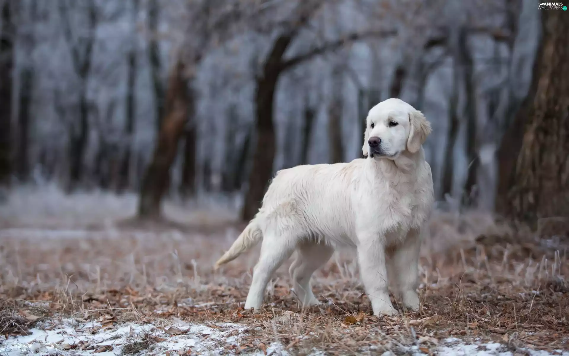 forest, young, Golden Retriever