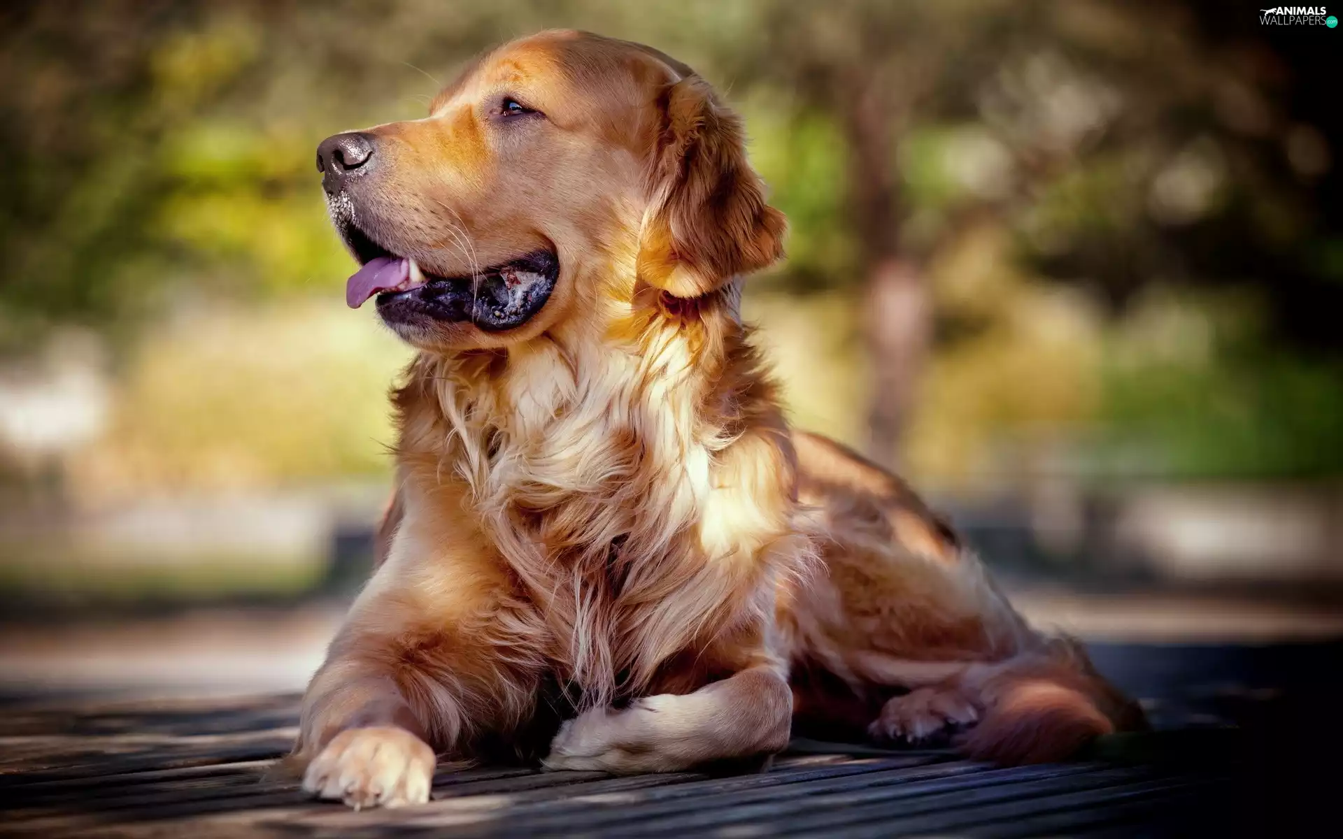 retriever, breathless, golden