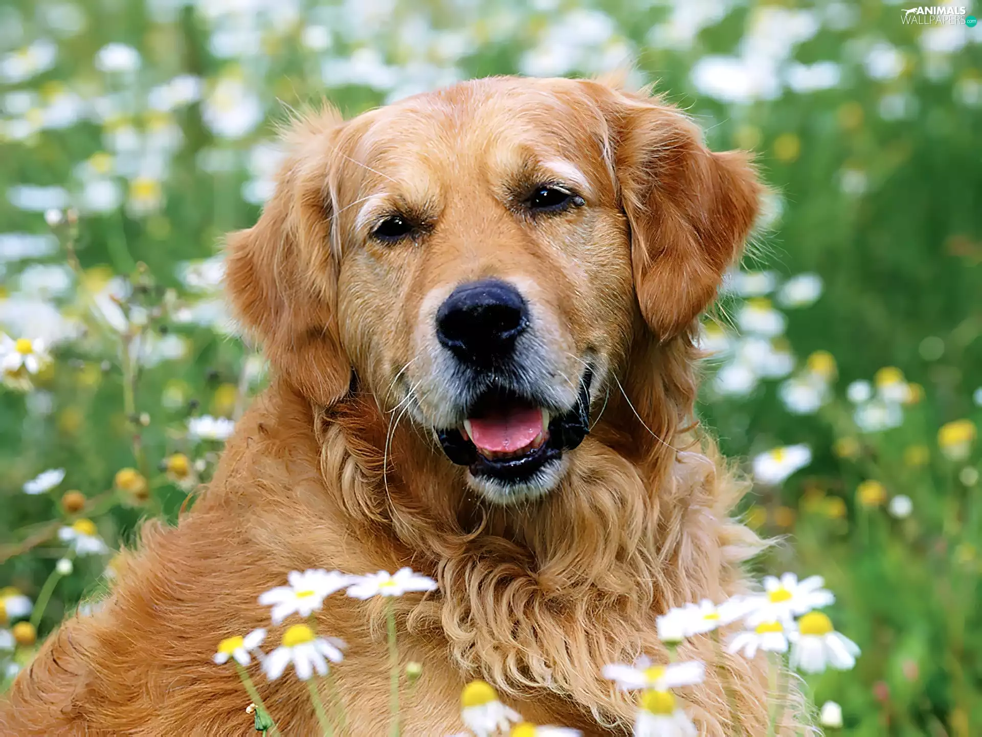 golden, Flowers, grass, retriever