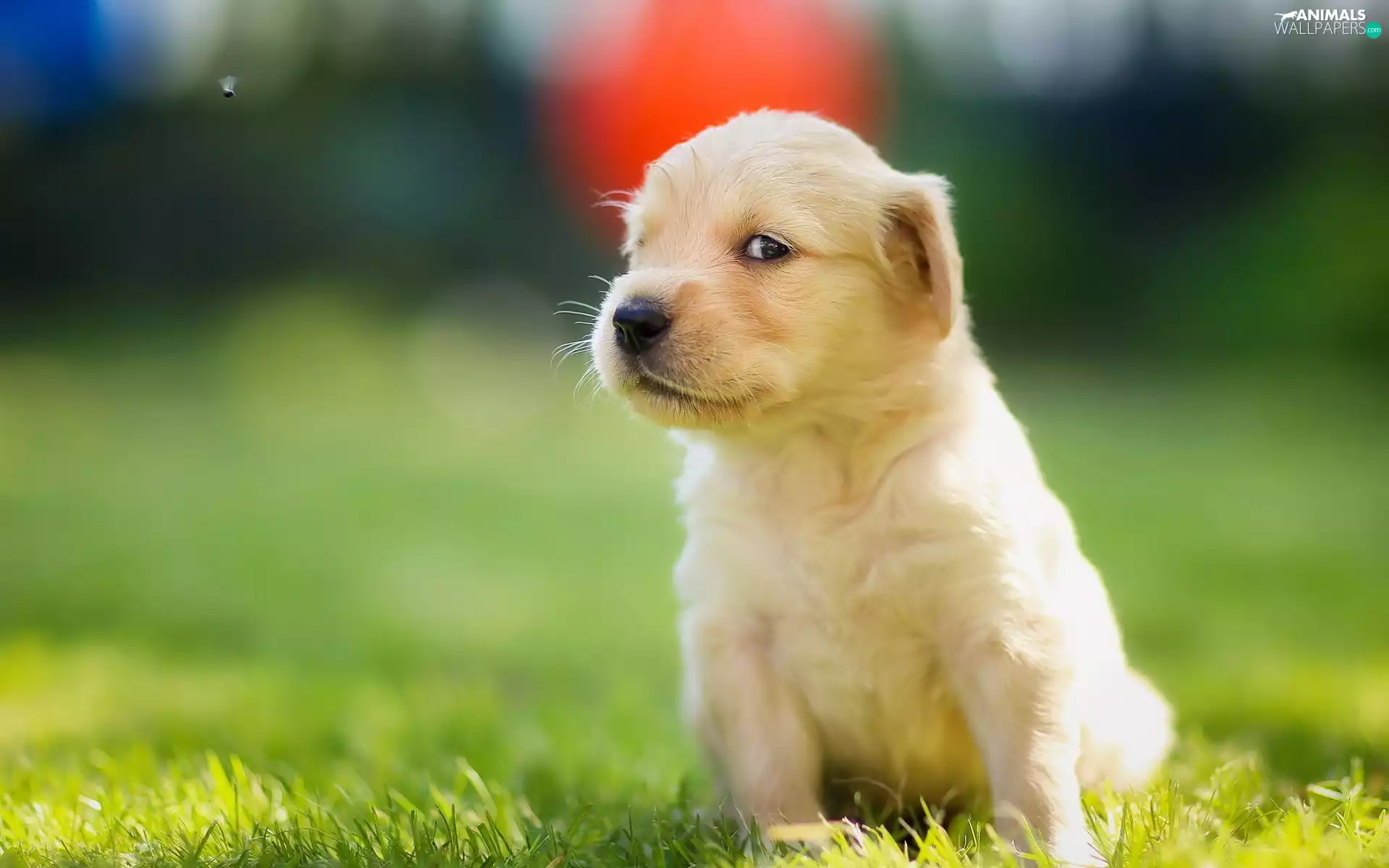 golden, puppie, Meadow, retriever