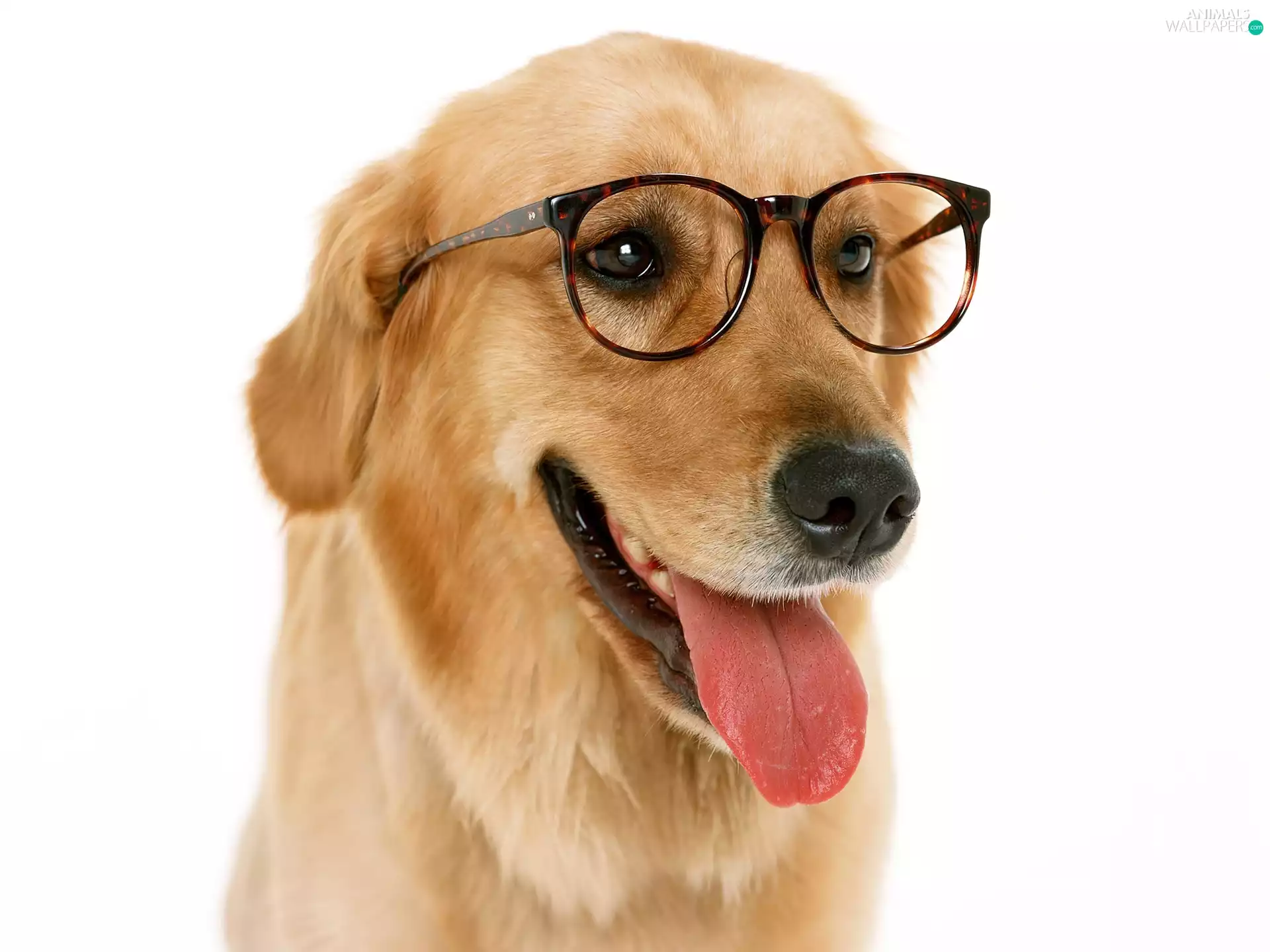 golden, Glasses, Tounge, retriever