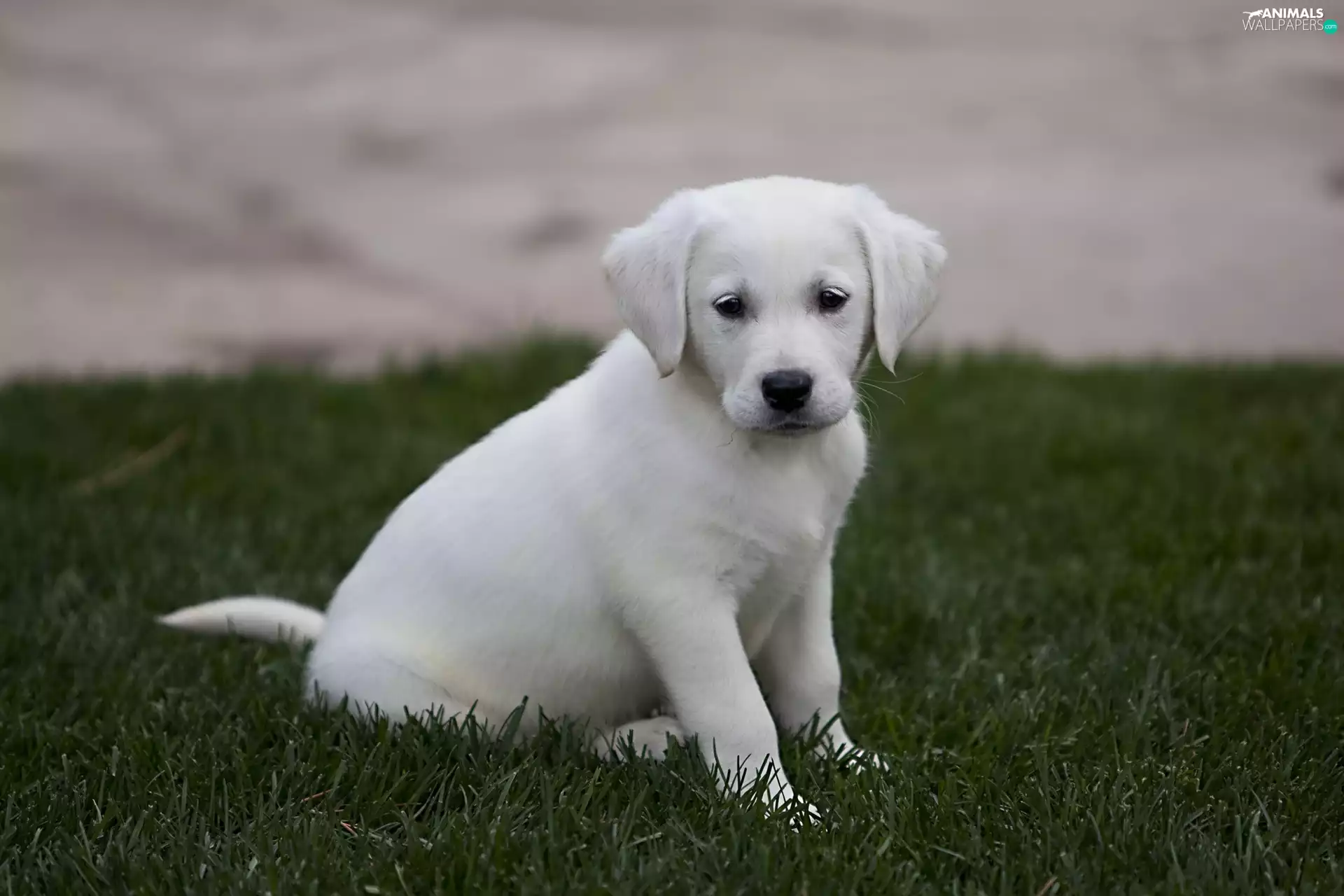 grass, Puppy, Labrador Retriever