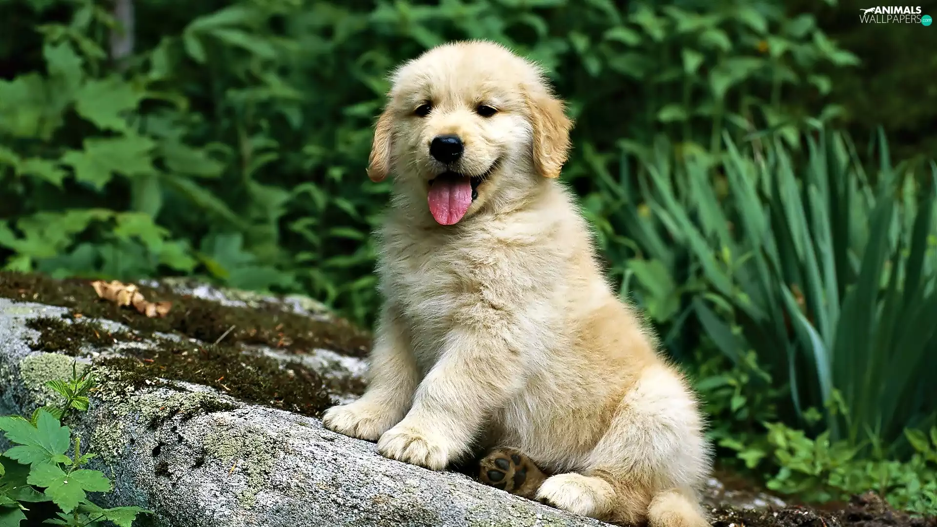 green, Puppy, Golden Retriever
